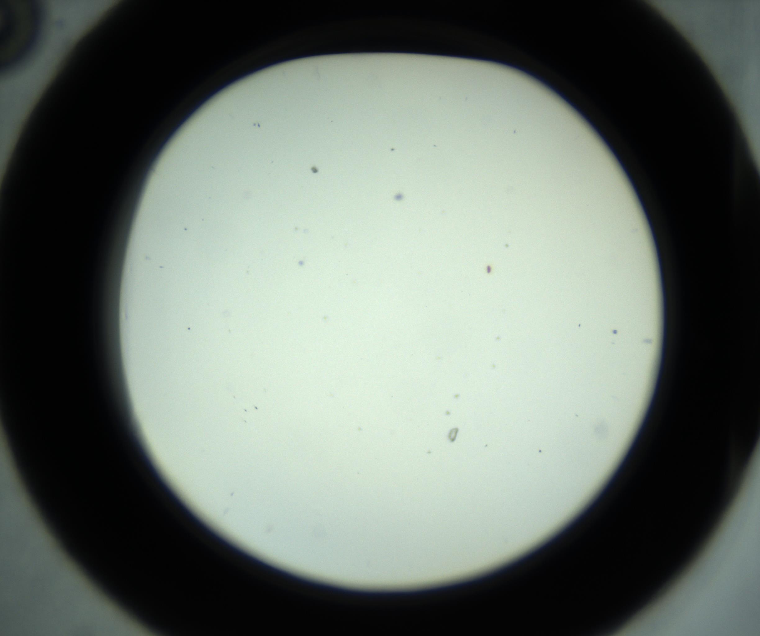 RI01_03_000_0212_Proj1_Clon1_MC_0000MC102881_001_161021_06_03_02_00_98_002_001_RAI.jpg