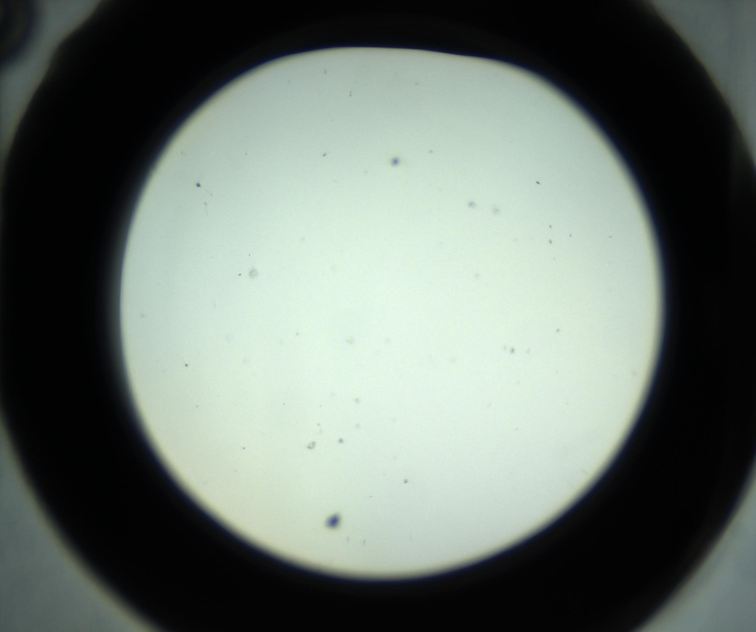 RI01_03_000_0212_Proj1_Clon1_MC_0000MC102881_001_161021_06_06_02_00_98_002_001_RAI.jpg