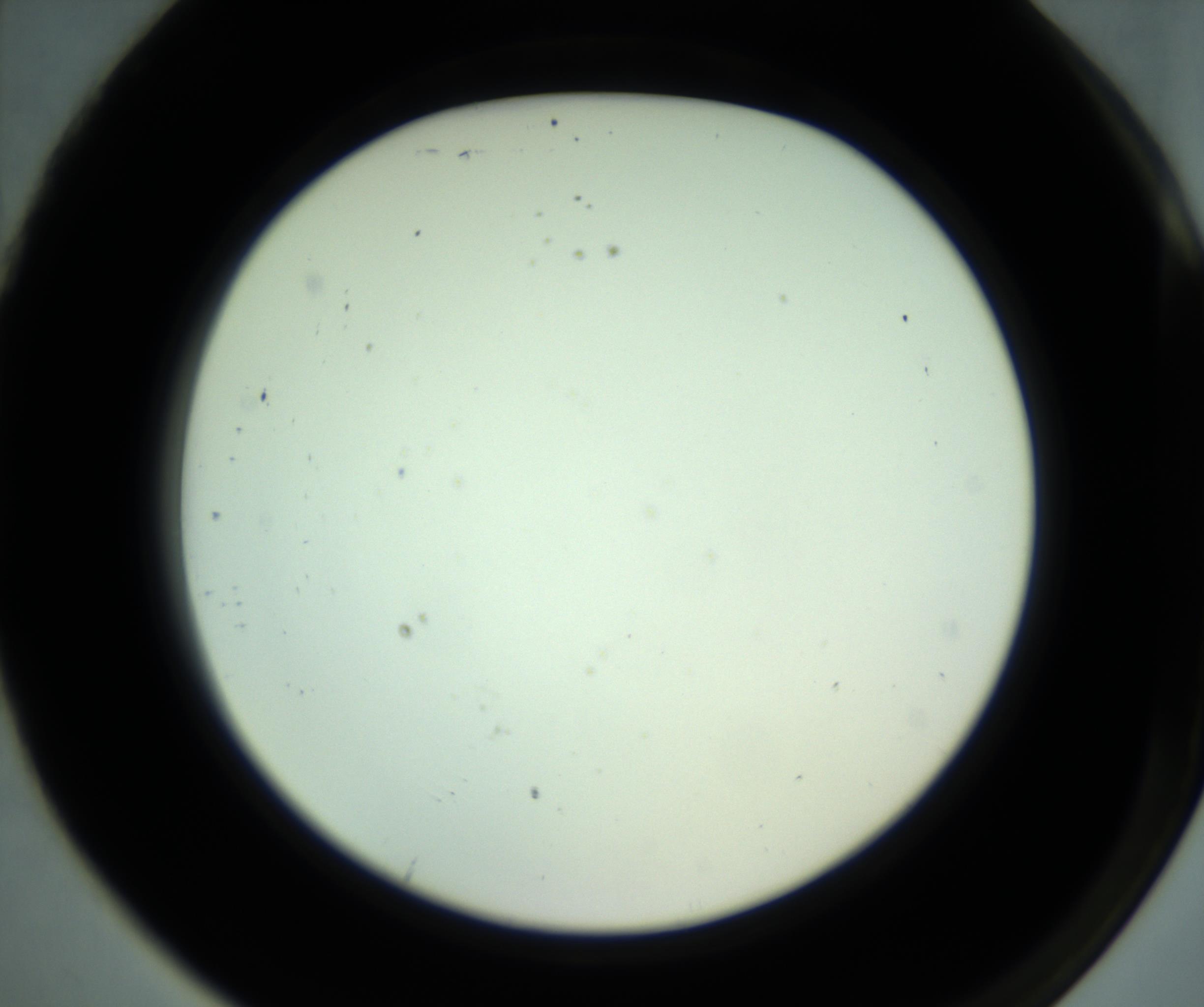 RI01_03_000_0212_Proj1_Clon1_MC_0000MC102881_001_161021_07_08_02_00_98_002_001_RAI.jpg