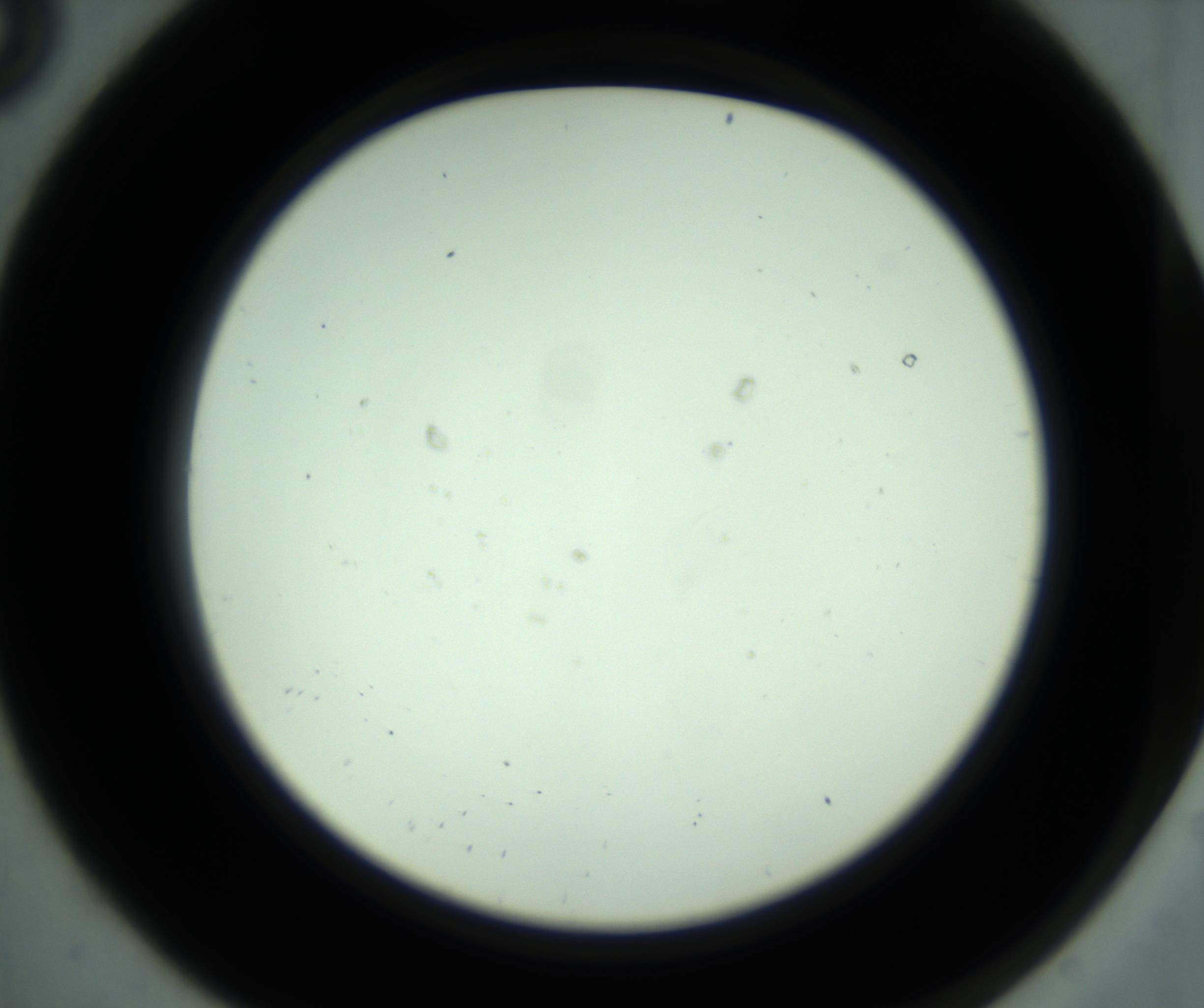 RI01_03_000_0212_Proj1_Clon1_MC_0000MC102881_001_161021_08_01_02_00_98_002_001_RAI.jpg