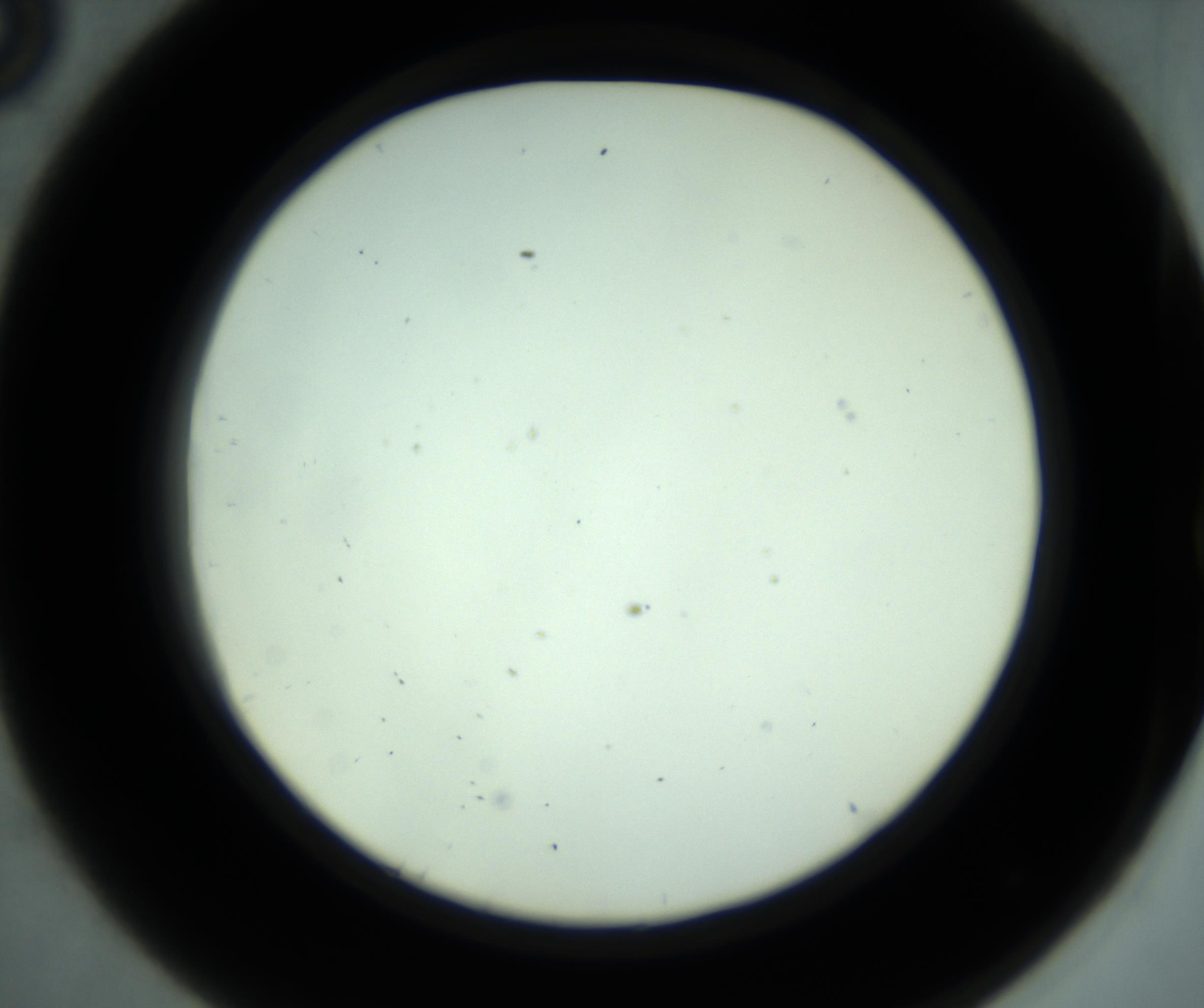 RI01_03_000_0212_Proj1_Clon1_MC_0000MC102881_001_161021_08_04_02_00_98_002_001_RAI.jpg