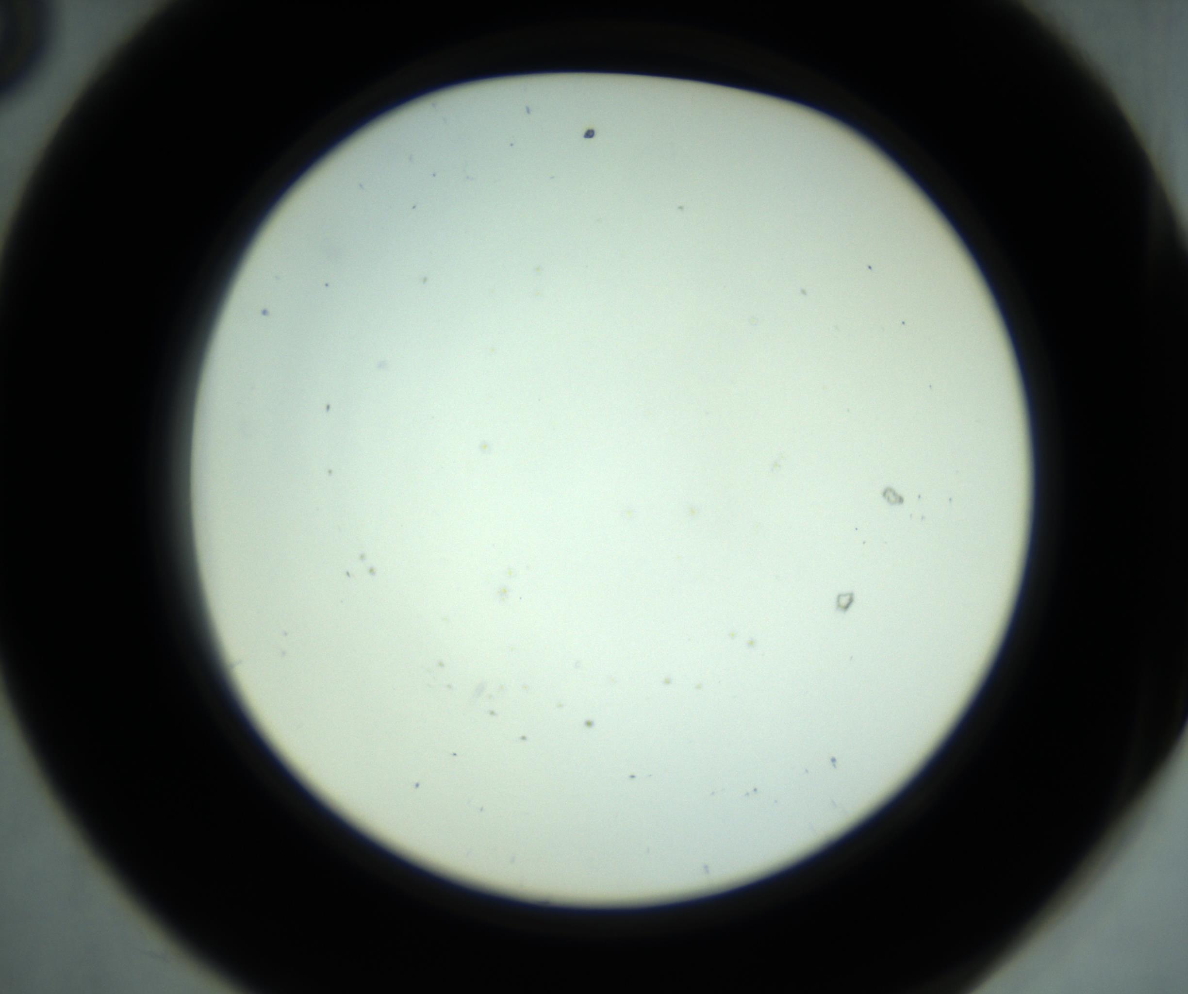 RI01_03_000_0212_Proj1_Clon1_MC_0000MC102881_001_161021_08_05_02_00_98_002_001_RAI.jpg