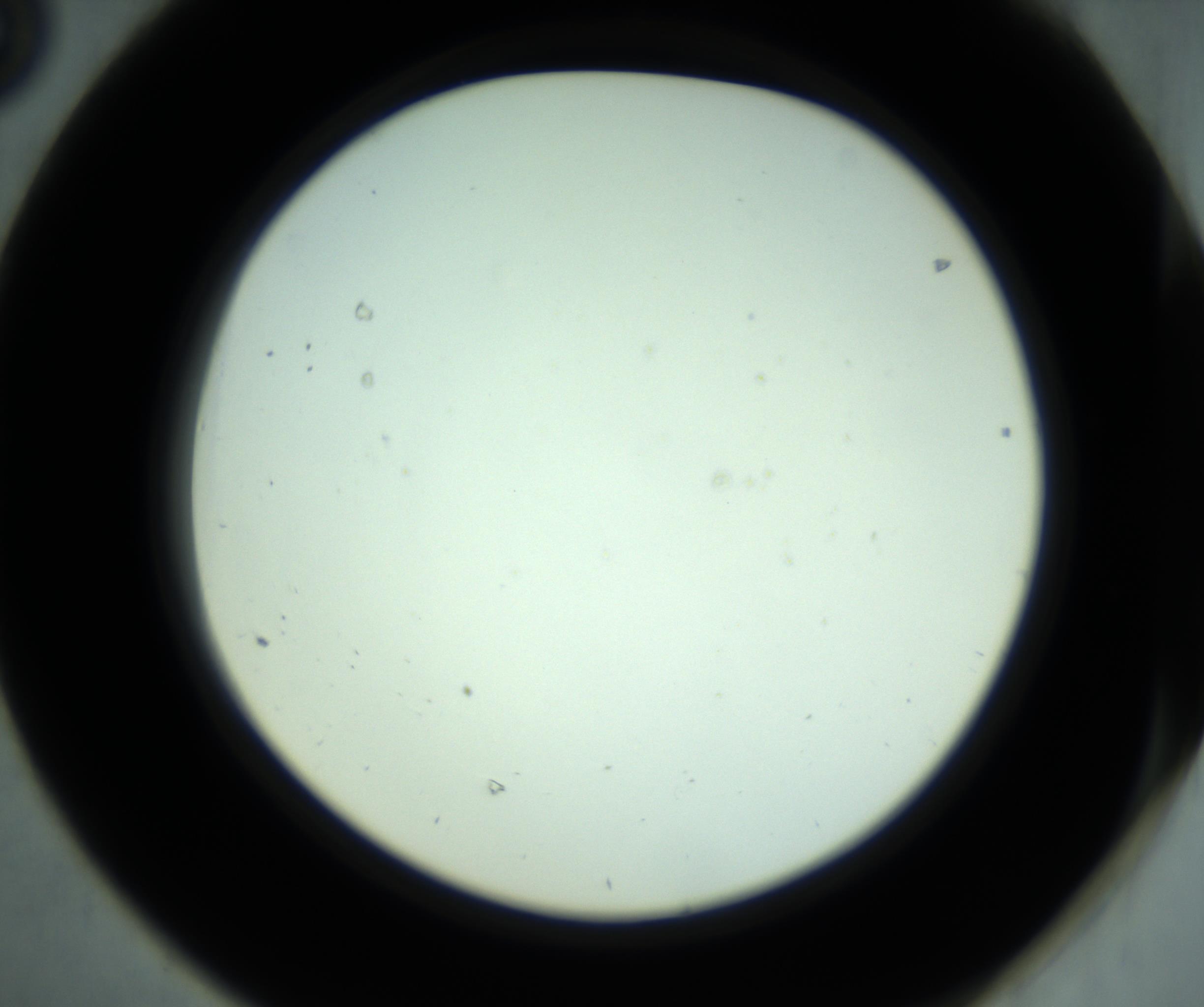 RI01_03_000_0212_Proj1_Clon1_MC_0000MC102881_001_161021_08_06_02_00_98_002_001_RAI.jpg