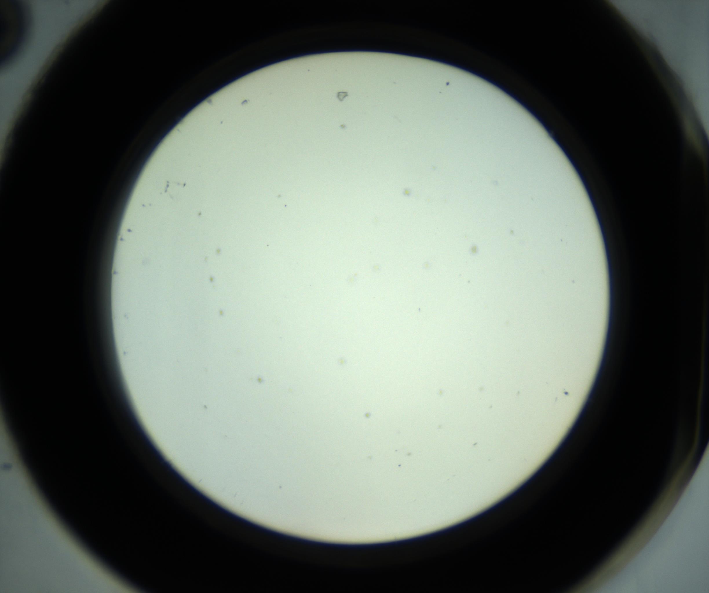 RI01_03_000_0212_Proj1_Clon1_MC_0000MC102881_001_161021_08_08_02_00_98_002_001_RAI.jpg