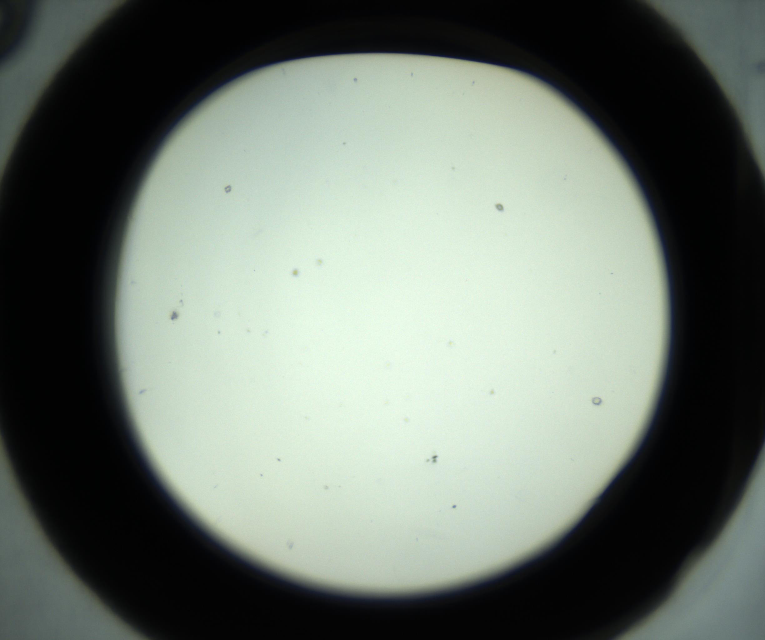 RI01_03_000_0212_Proj1_Clon1_MC_0000MC102881_001_161021_09_02_02_00_98_002_001_RAI.jpg