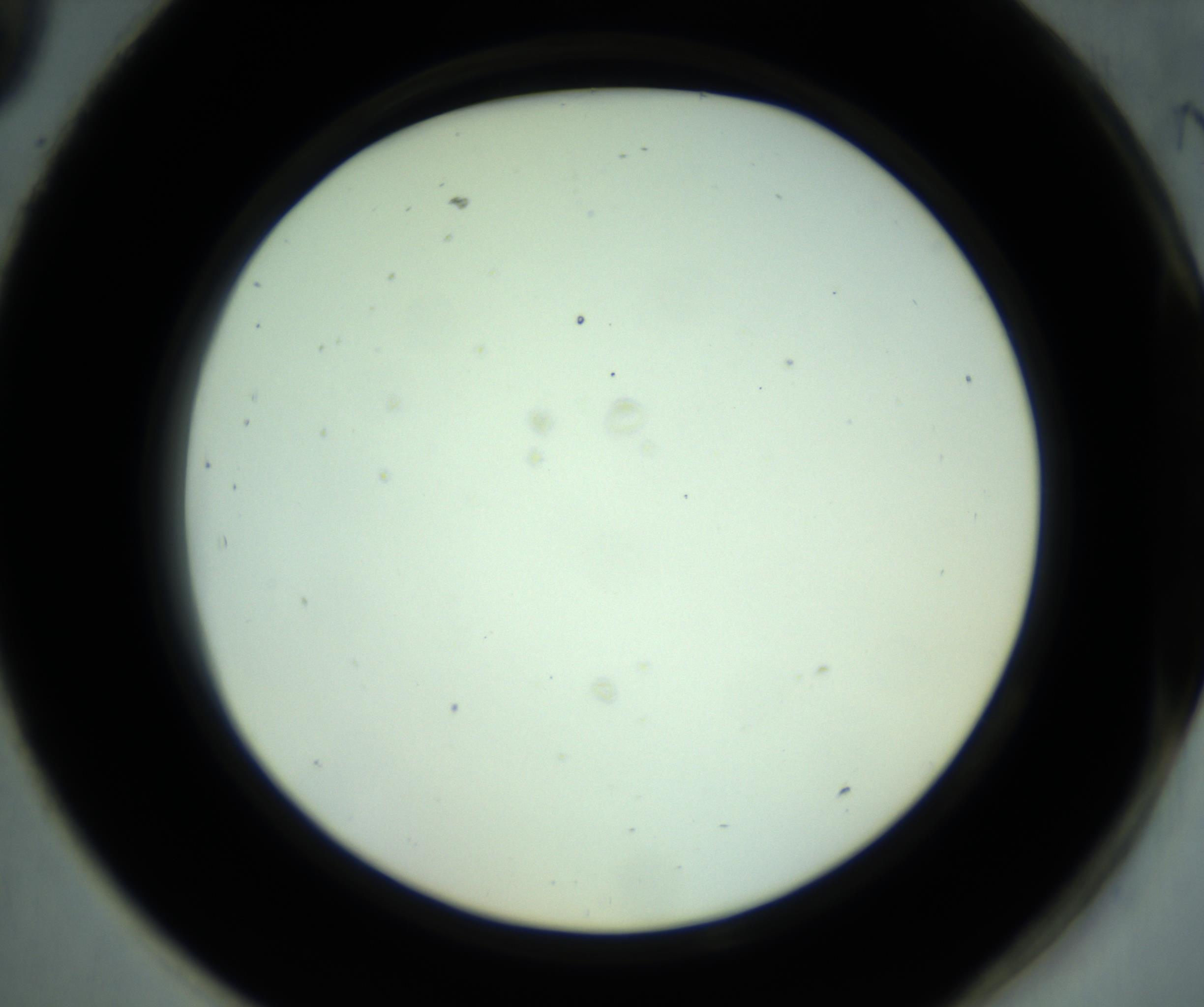 RI01_03_000_0212_Proj1_Clon1_MC_0000MC102881_001_161021_09_08_02_00_98_002_001_RAI.jpg
