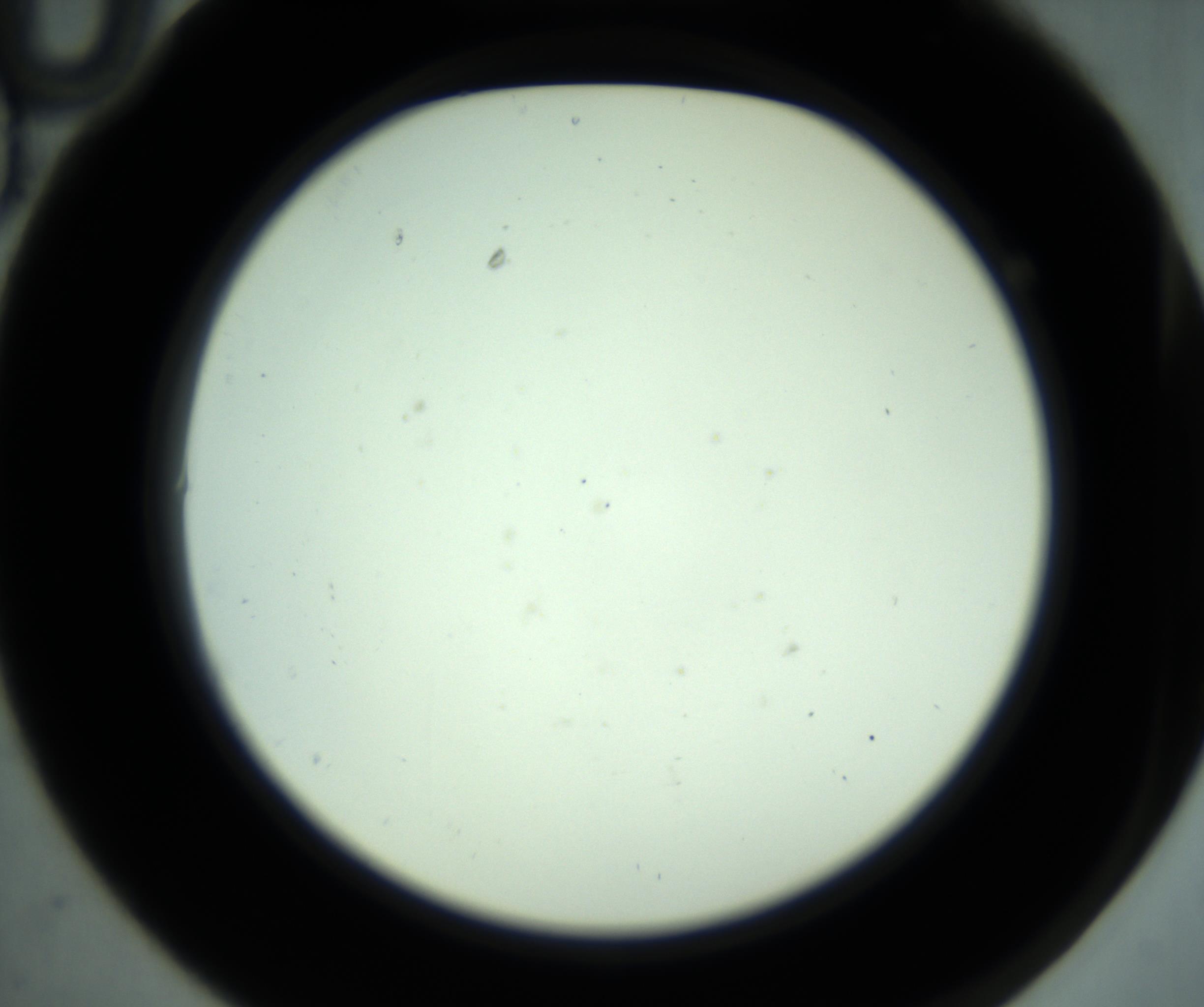RI01_03_000_0212_Proj1_Clon1_MC_0000MC102881_001_161021_10_01_02_00_98_002_001_RAI.jpg