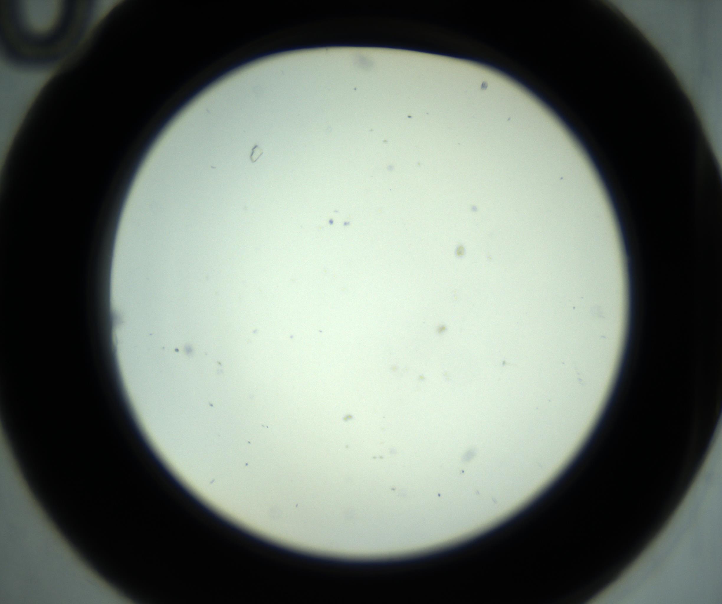 RI01_03_000_0212_Proj1_Clon1_MC_0000MC102881_001_161021_10_02_02_00_98_002_001_RAI.jpg