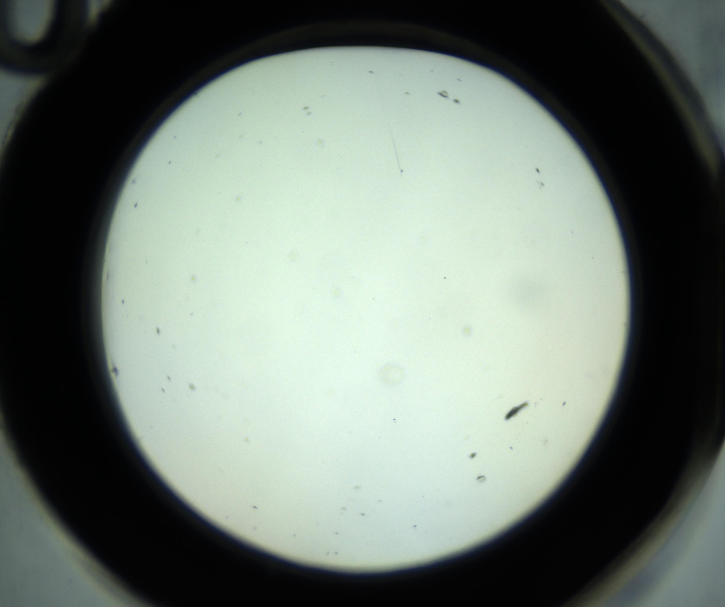 RI01_03_000_0212_Proj1_Clon1_MC_0000MC102881_001_161021_10_08_02_00_98_002_001_RAI.jpg