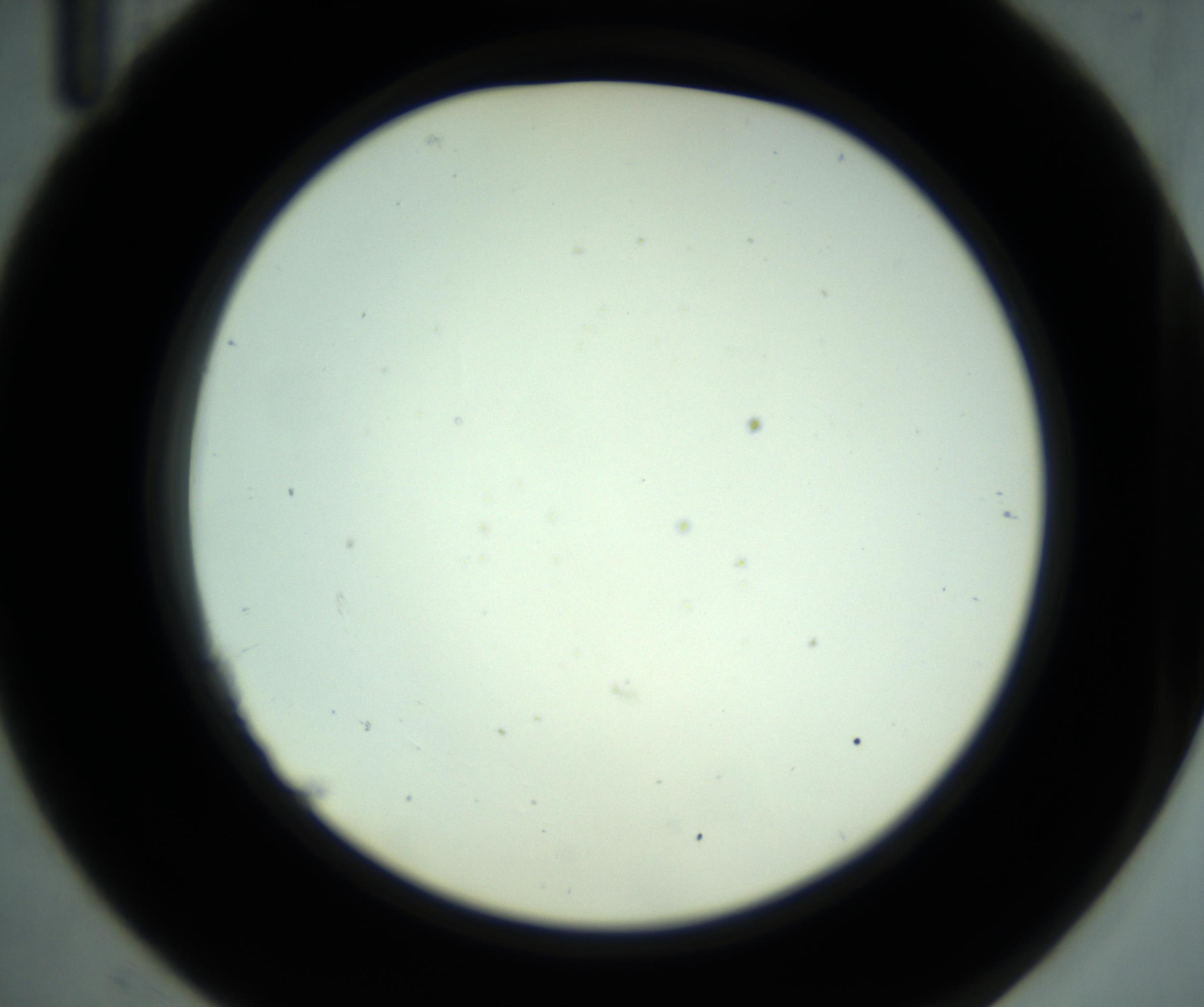 RI01_03_000_0212_Proj1_Clon1_MC_0000MC102881_001_161021_11_02_02_00_98_002_001_RAI.jpg