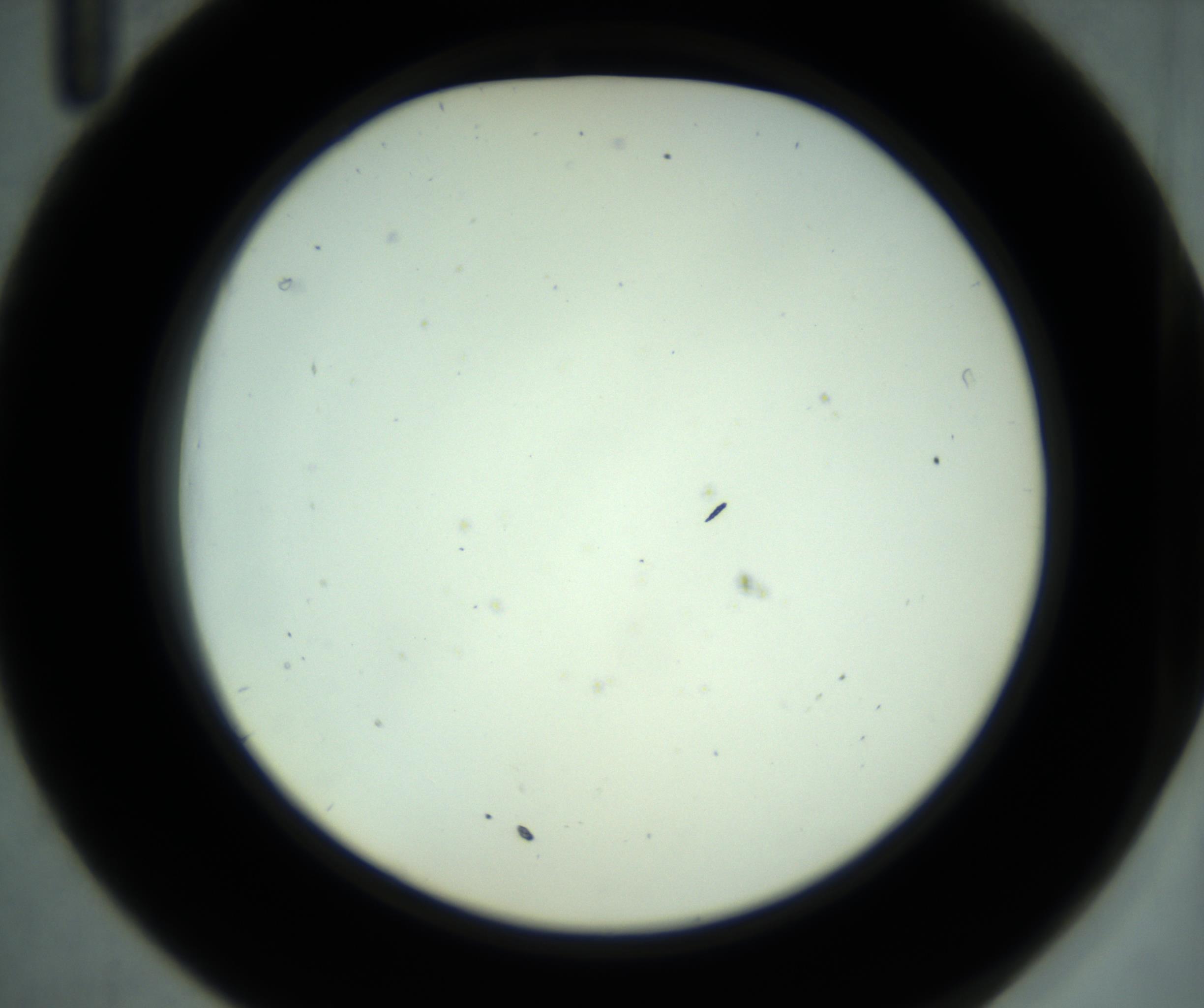 RI01_03_000_0212_Proj1_Clon1_MC_0000MC102881_001_161021_11_03_02_00_98_002_001_RAI.jpg