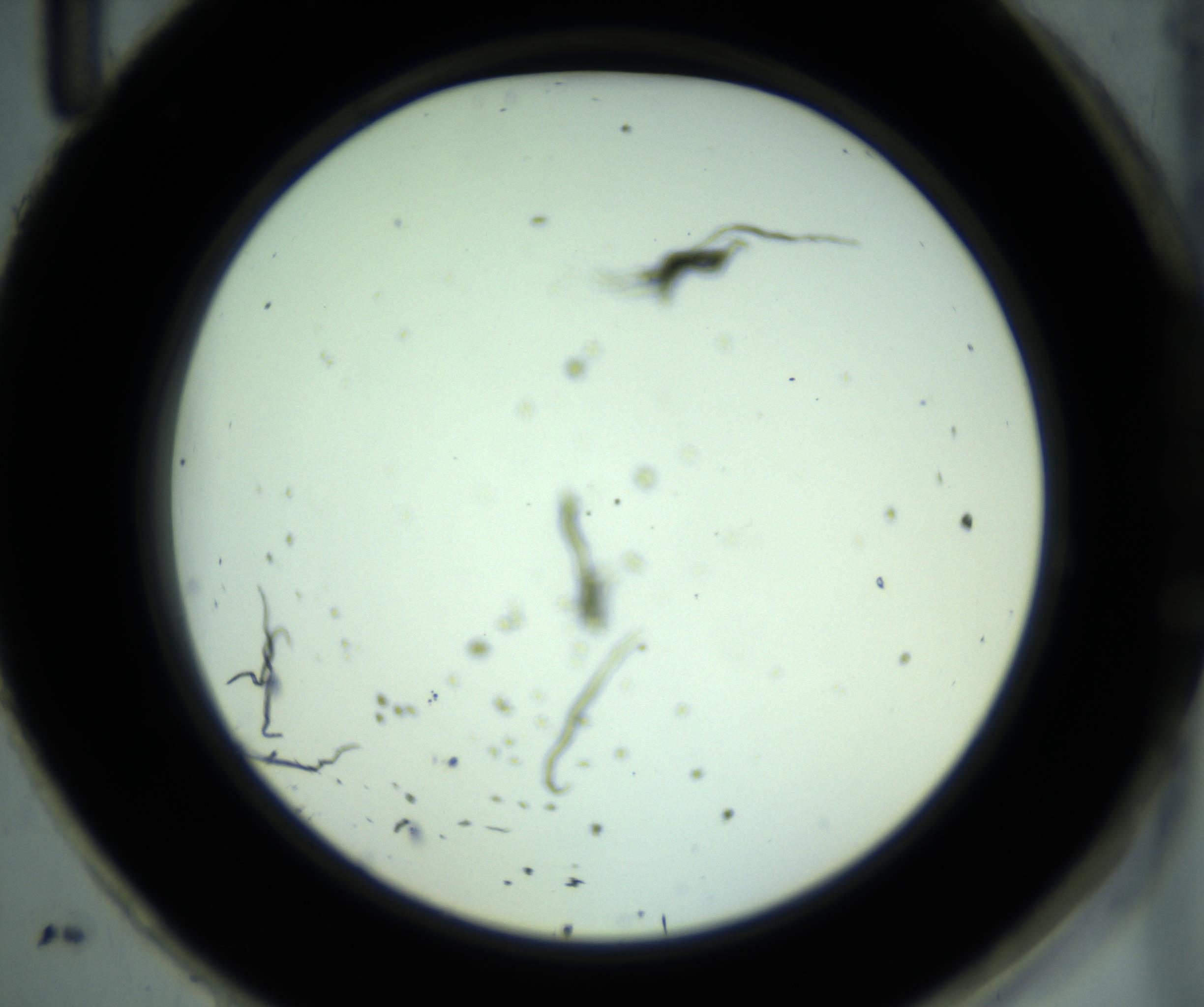 RI01_03_000_0212_Proj1_Clon1_MC_0000MC102881_001_161021_11_08_02_00_98_002_001_RAI.jpg