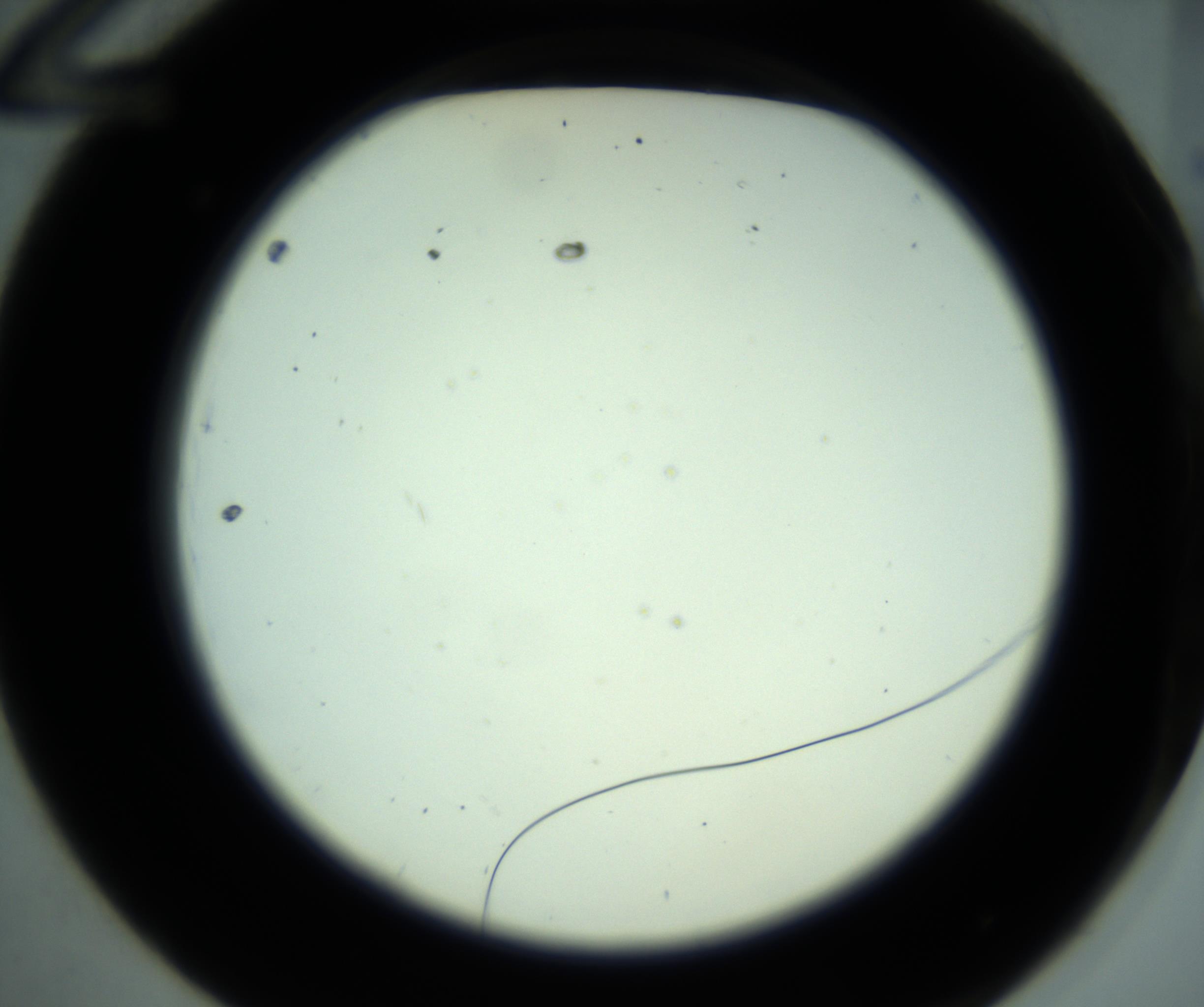 RI01_03_000_0212_Proj1_Clon1_MC_0000MC102881_001_161021_12_01_02_00_98_002_001_RAI.jpg