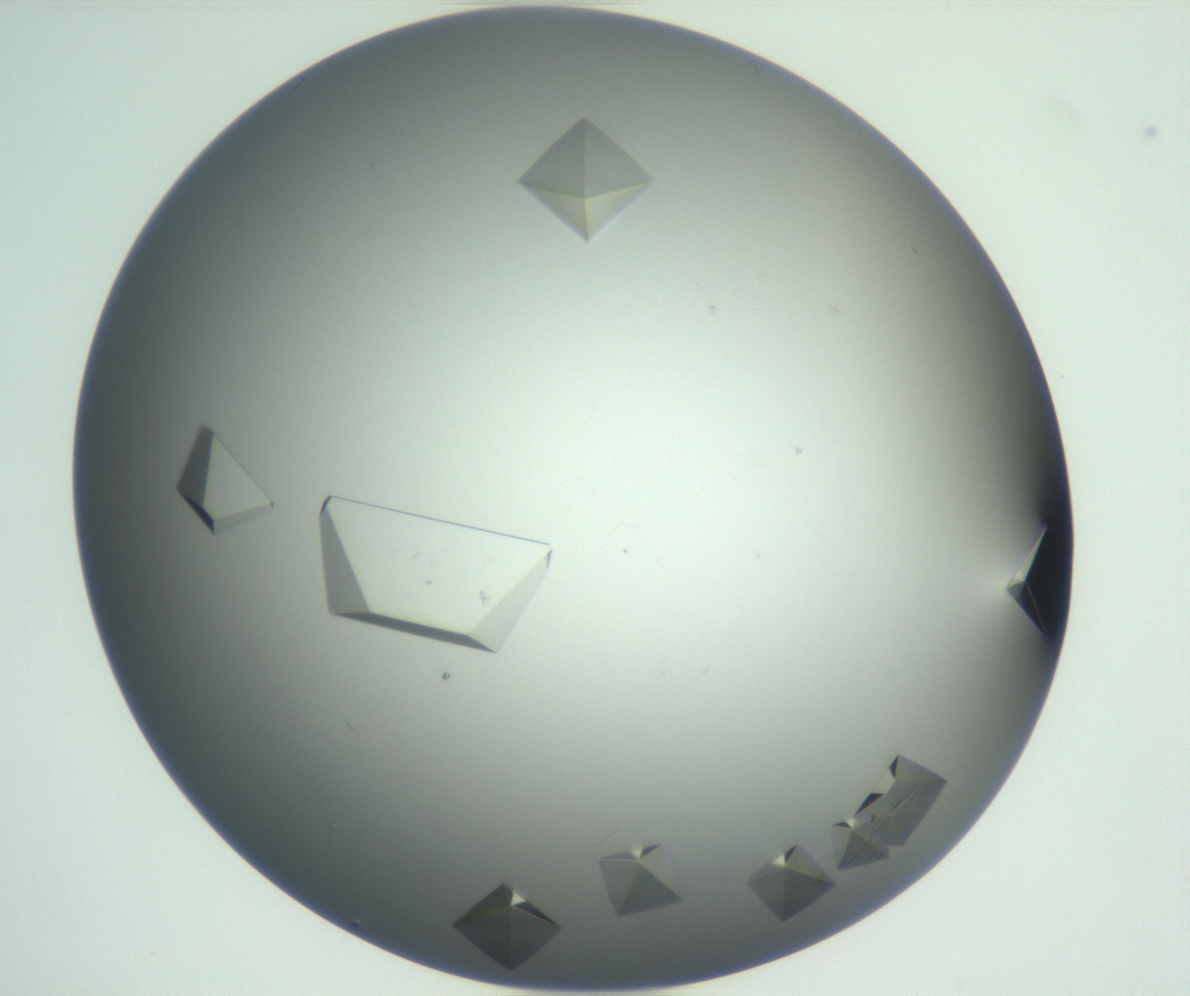 RI01_03_000_0212_Proj1_Clon1_MC_0000MC102881_003_161024_05_02_01_00_99_002_001_RAI.jpg