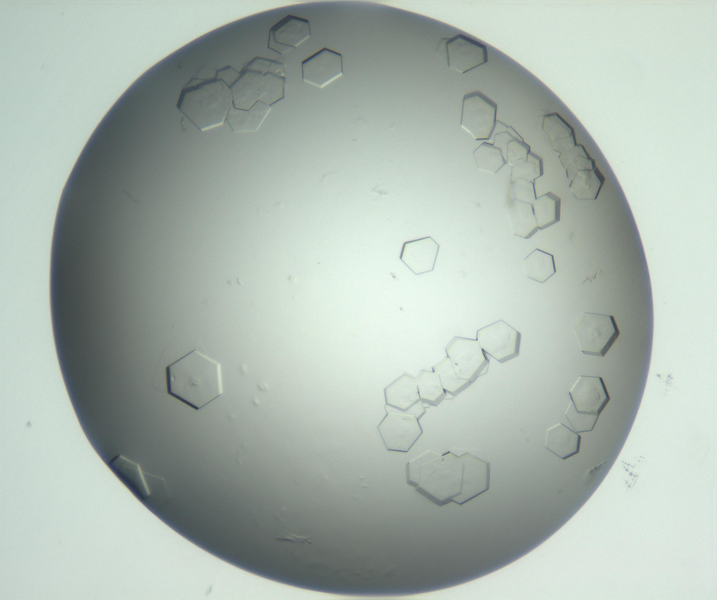 RI01_03_000_0212_Proj1_Clon1_MC_0000MC102881_003_161024_05_03_01_00_99_002_001_RAI.jpg