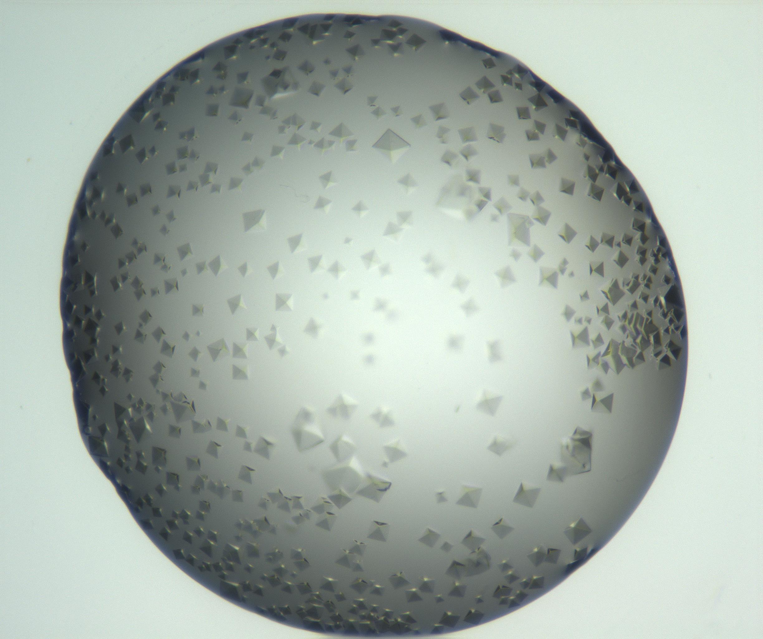 RI01_03_000_0212_Proj1_Clon1_MC_0000MC102881_003_161024_06_02_01_00_99_002_001_RAI.jpg