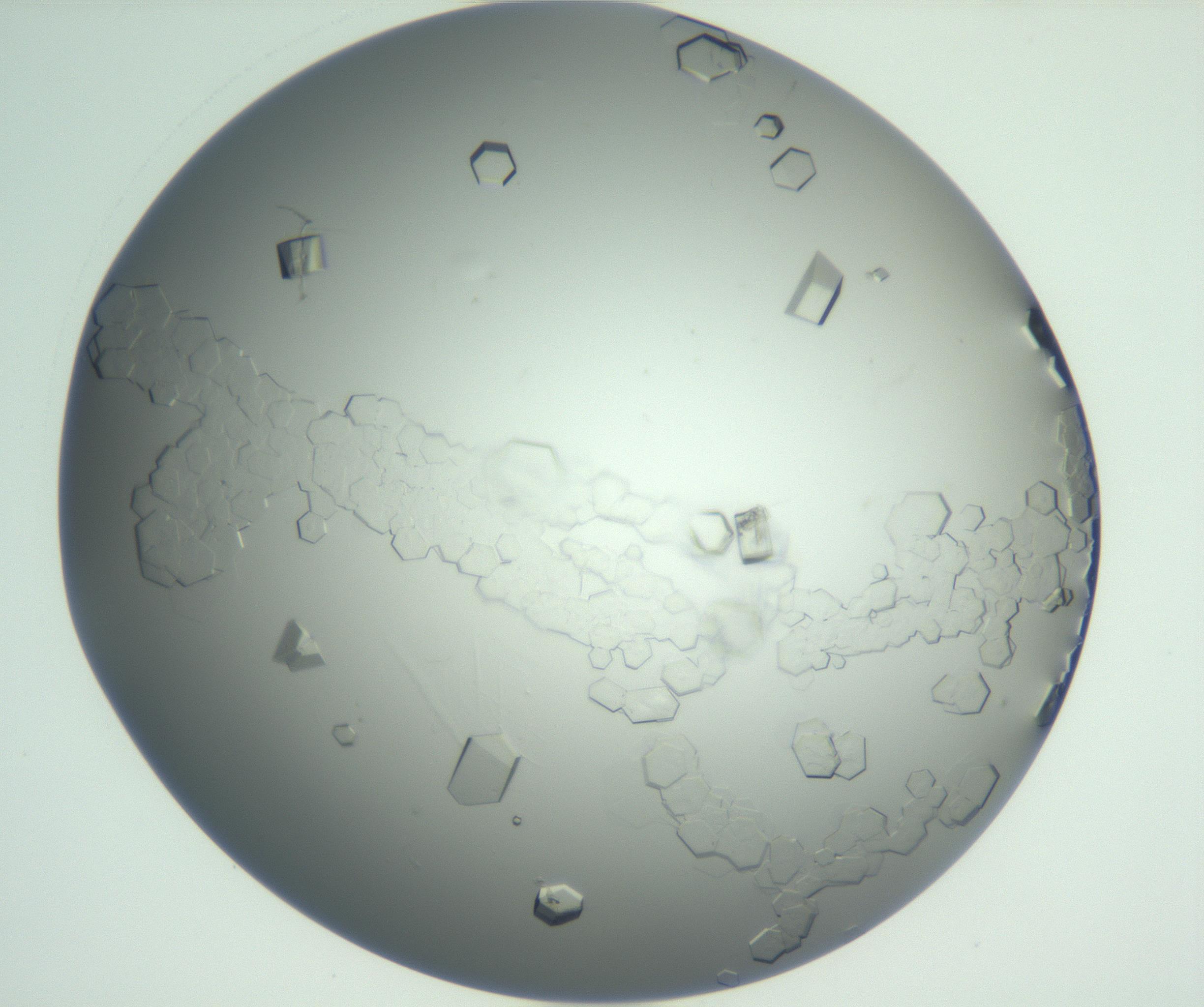 RI01_03_000_0212_Proj1_Clon1_MC_0000MC102881_003_161024_06_03_01_00_99_002_001_RAI.jpg
