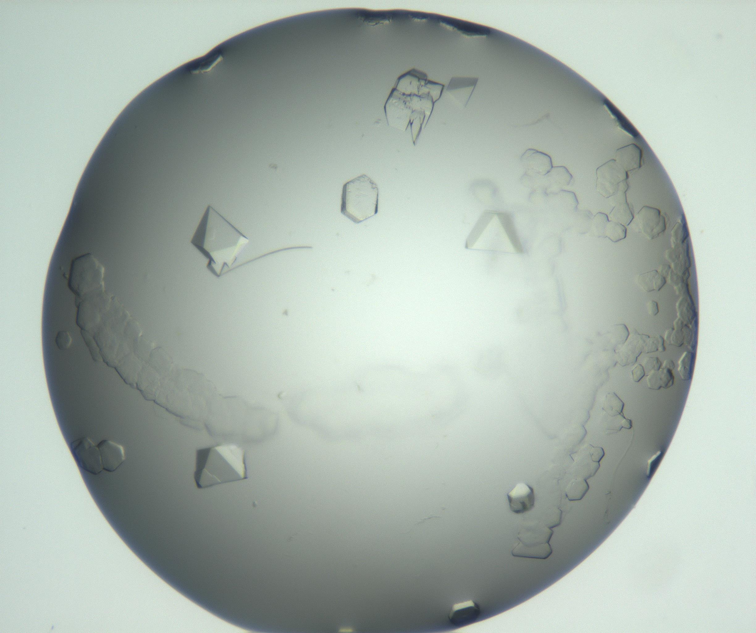 RI01_03_000_0212_Proj1_Clon1_MC_0000MC102881_003_161024_06_04_01_00_99_002_001_RAI.jpg