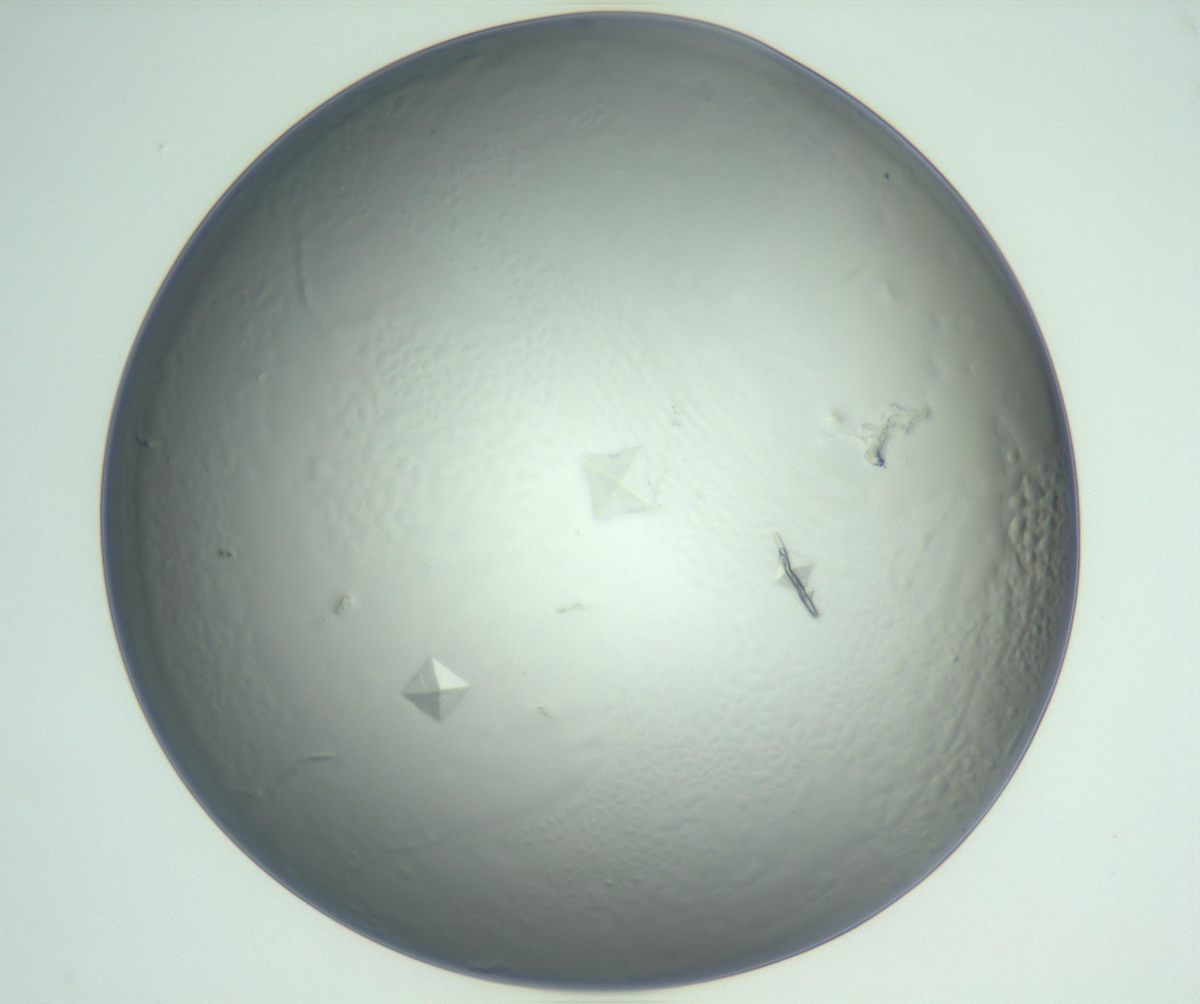RI01_03_000_0212_Proj1_Clon1_MC_0000MC102881_003_161024_07_05_01_00_99_002_001_RAI.jpg