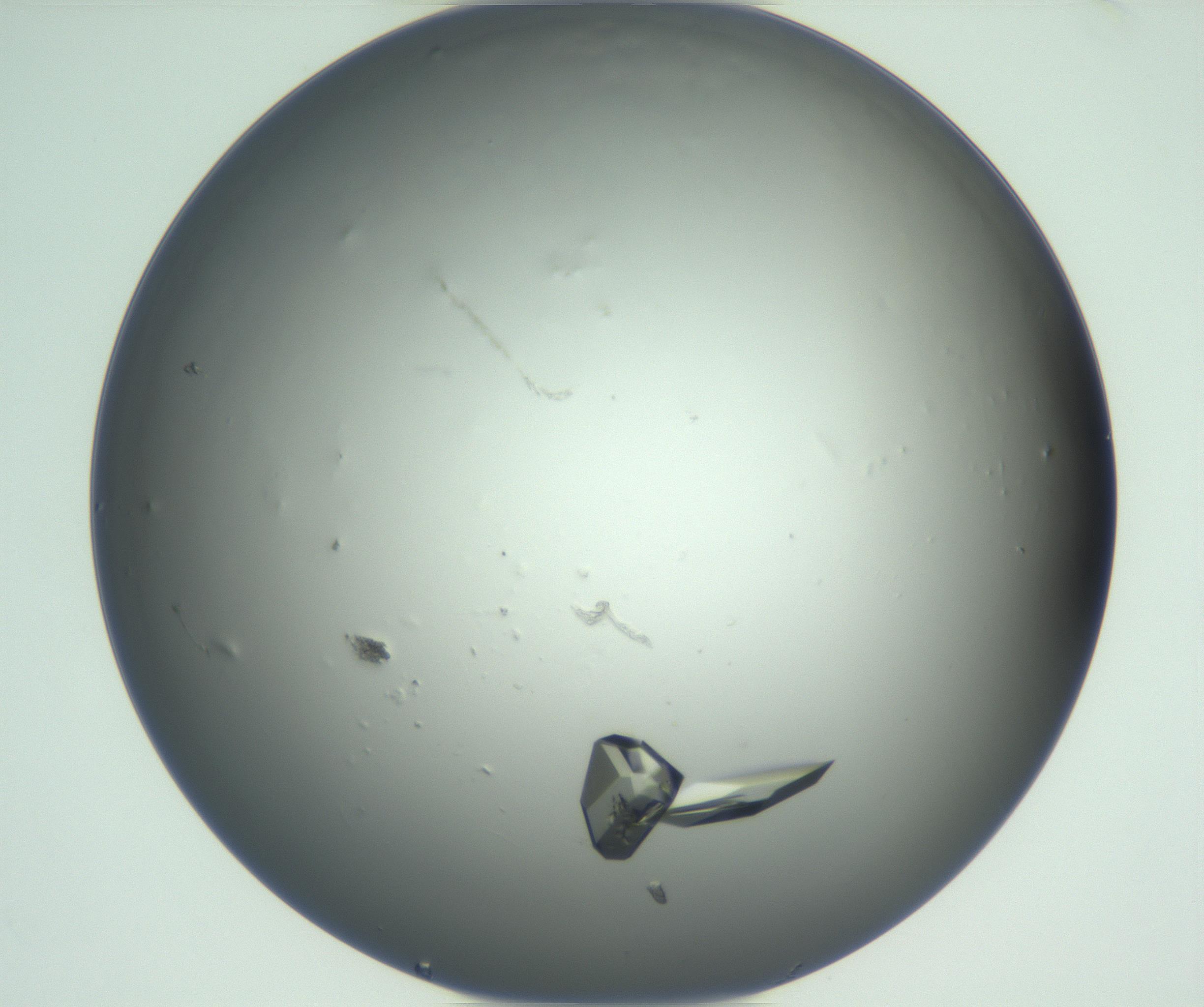 RI01_03_000_0212_Proj1_Clon1_MC_0000MC102881_003_161024_10_05_01_00_99_002_001_RAI.jpg