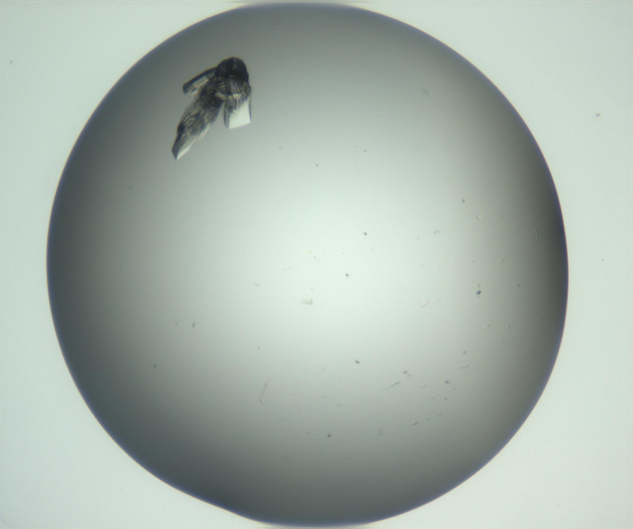 RI01_03_000_0212_Proj1_Clon1_MC_0000MC102881_004_161026_02_02_01_00_99_002_001_RAI.jpg