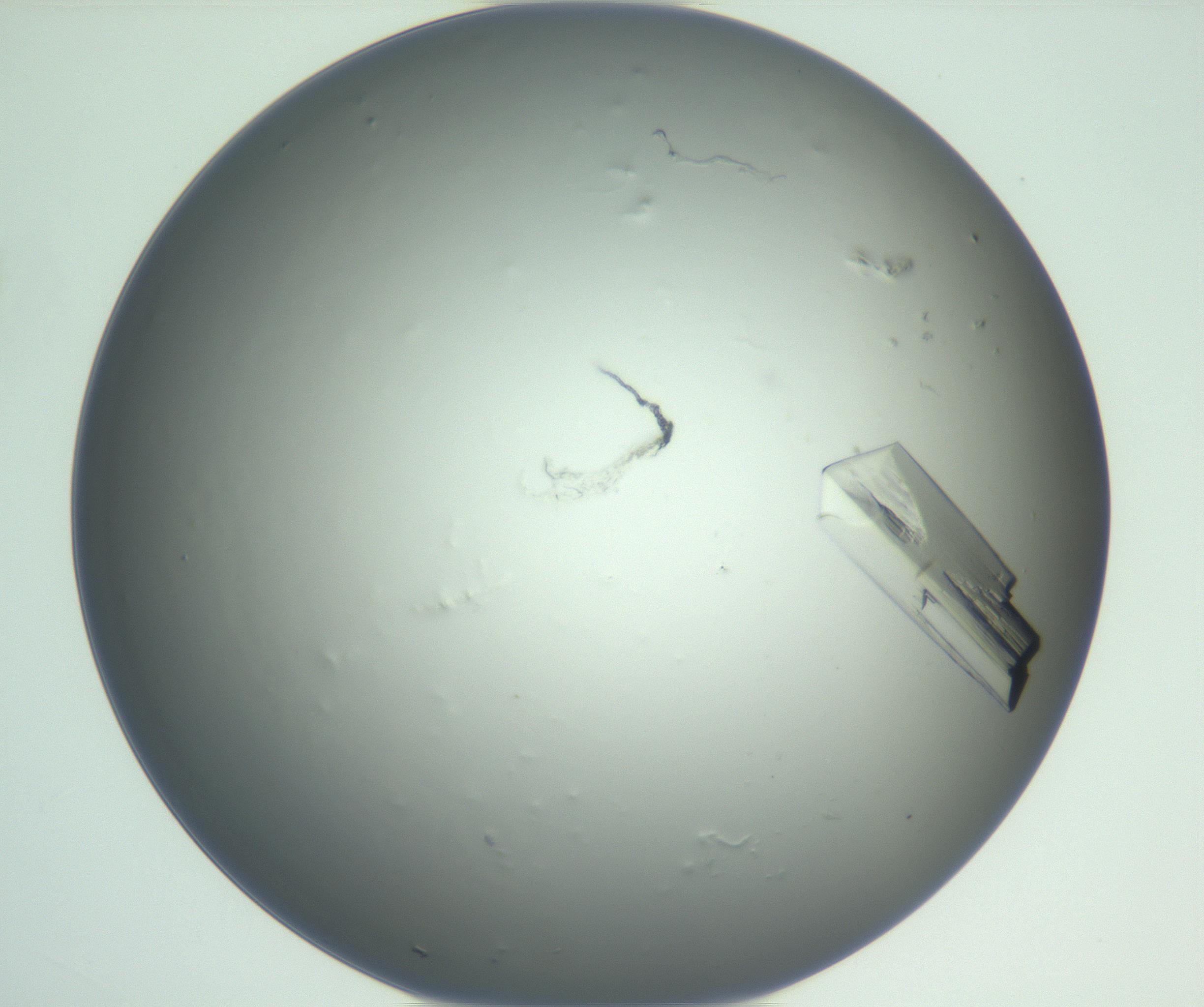 RI01_03_000_0212_Proj1_Clon1_MC_0000MC102881_004_161026_02_04_01_00_99_002_001_RAI.jpg
