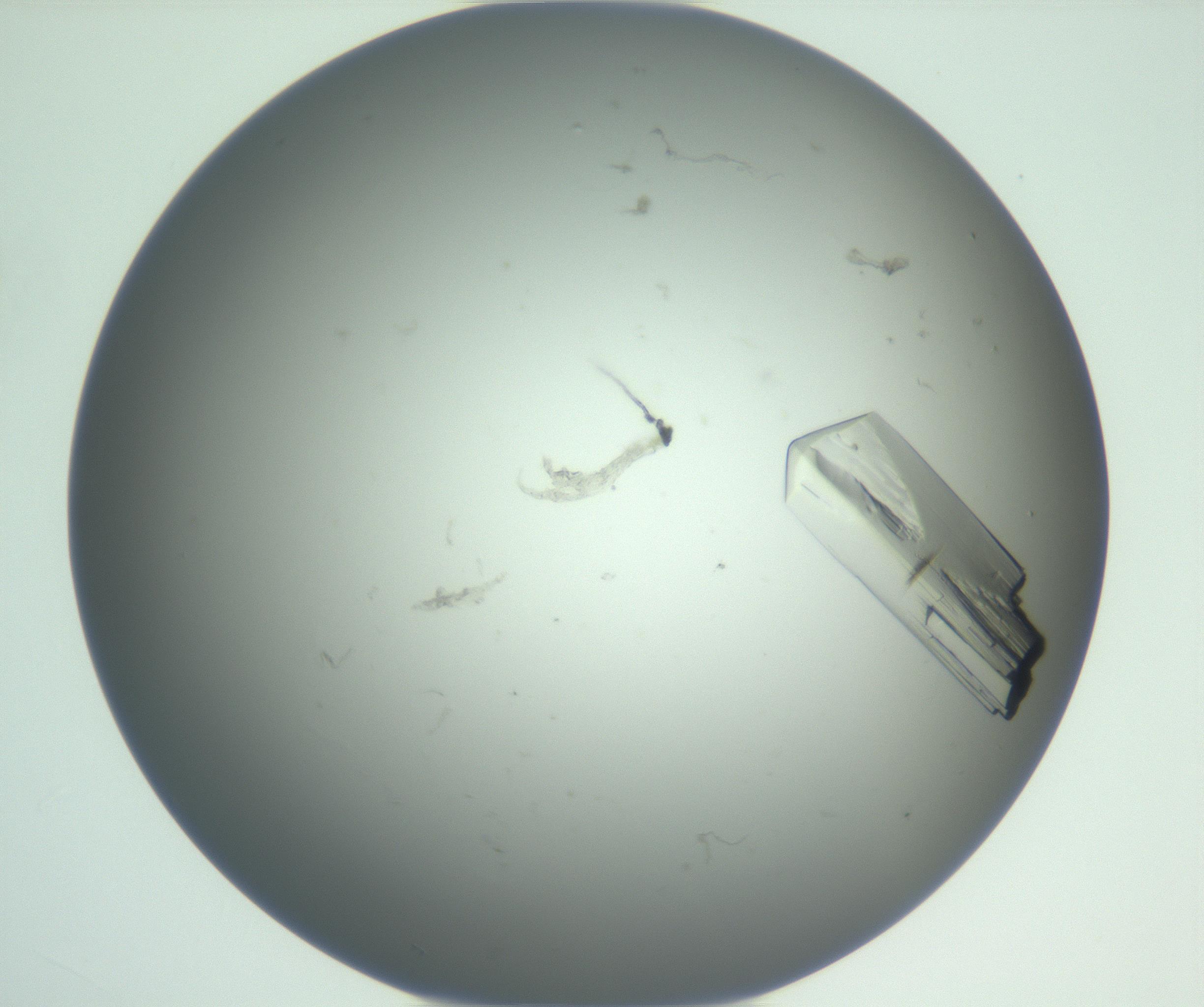 RI01_03_000_0212_Proj1_Clon1_MC_0000MC102881_007_161104_02_04_01_00_99_002_001_RAI.jpg