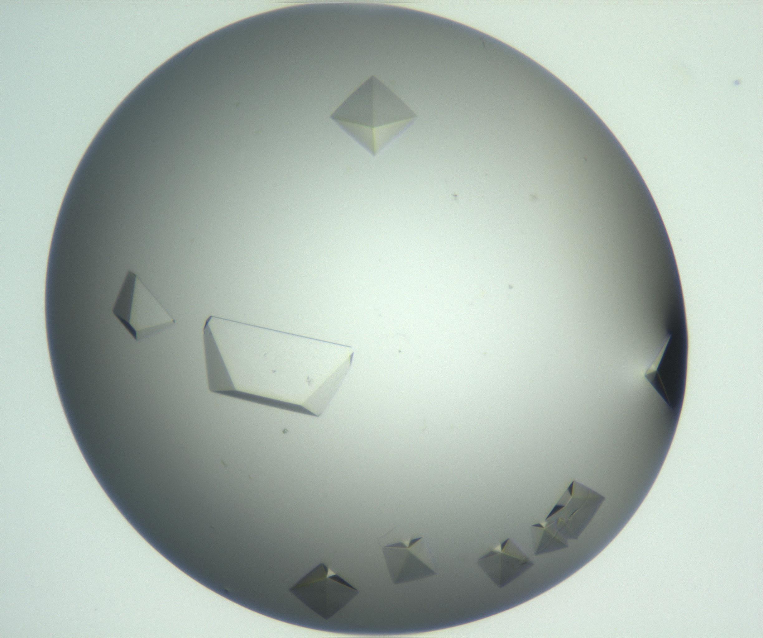 RI01_03_000_0212_Proj1_Clon1_MC_0000MC102881_007_161104_05_02_01_00_99_002_001_RAI.jpg
