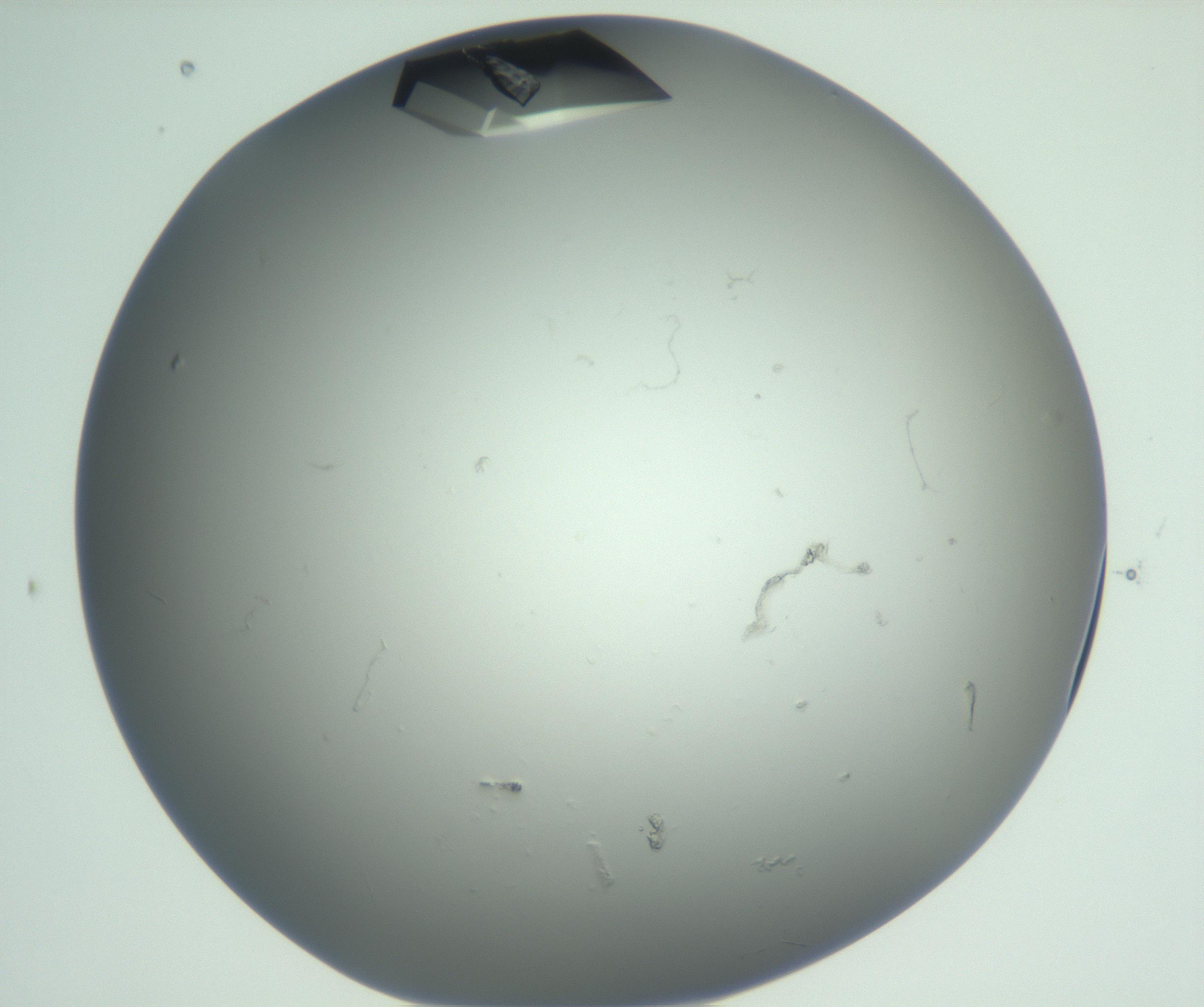 RI01_03_000_0212_Proj1_Clon1_MC_0000MC102881_007_161104_05_04_01_00_99_002_001_RAI.jpg