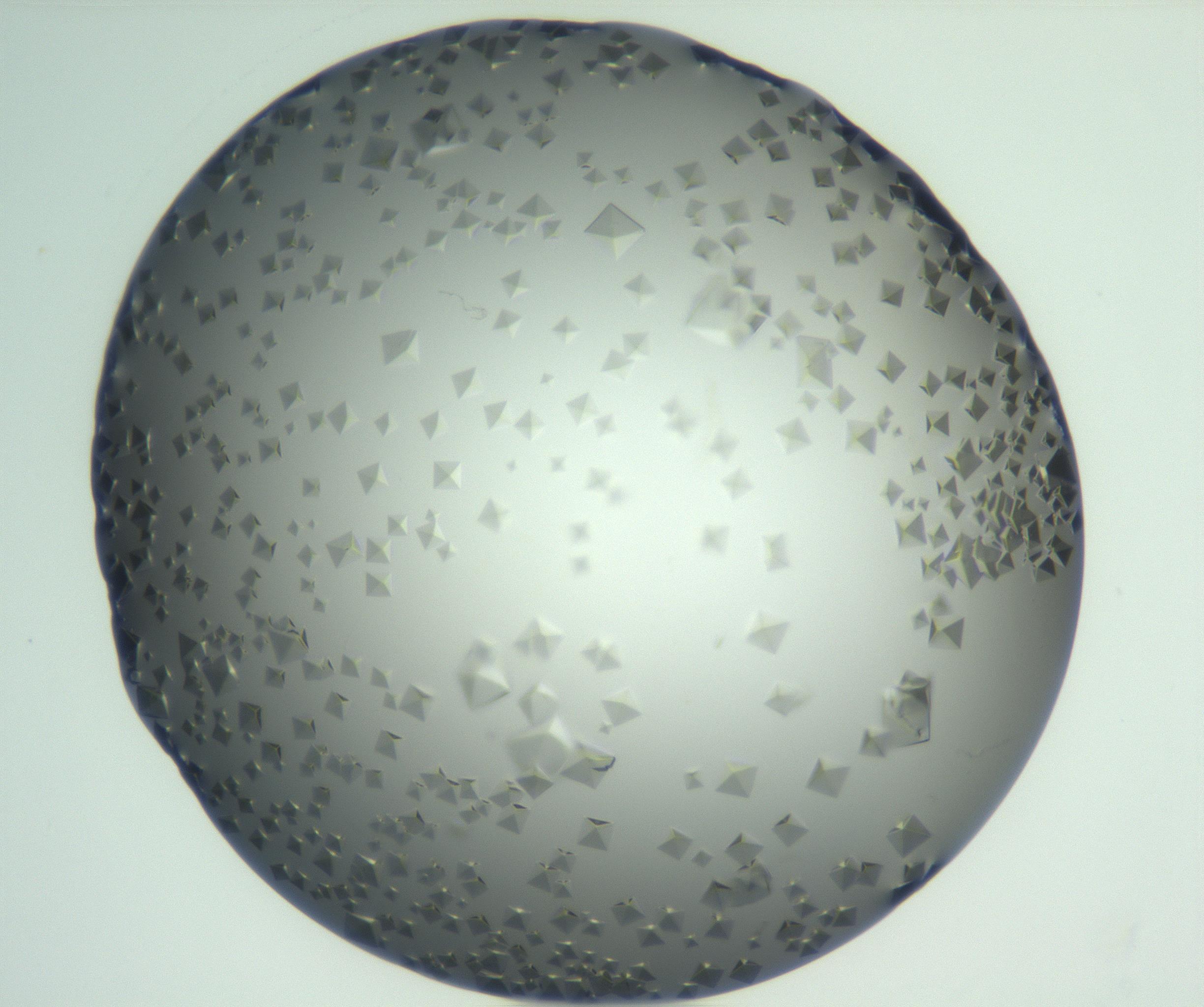 RI01_03_000_0212_Proj1_Clon1_MC_0000MC102881_007_161104_06_02_01_00_99_002_001_RAI.jpg