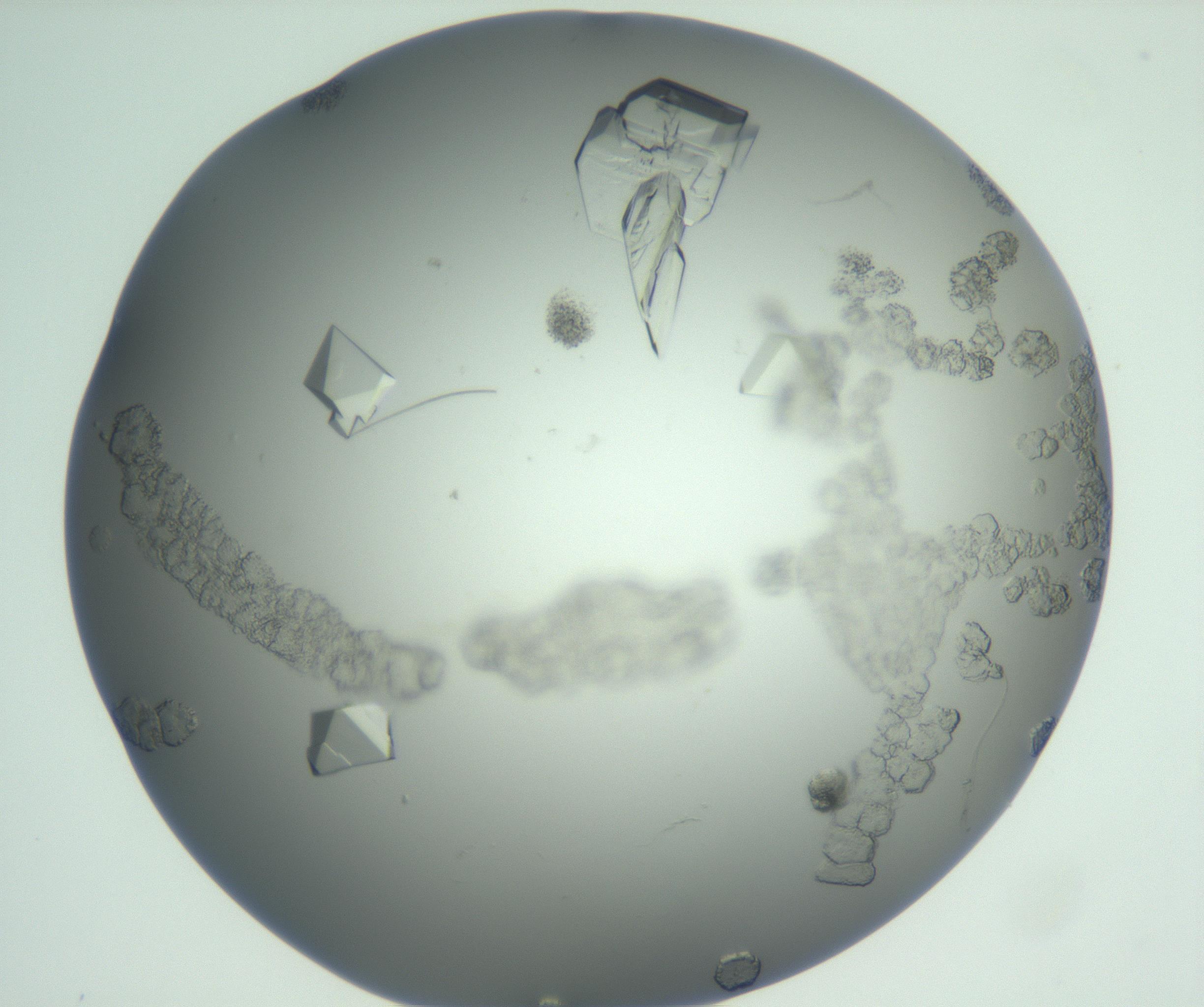 RI01_03_000_0212_Proj1_Clon1_MC_0000MC102881_007_161104_06_04_01_00_99_002_001_RAI.jpg