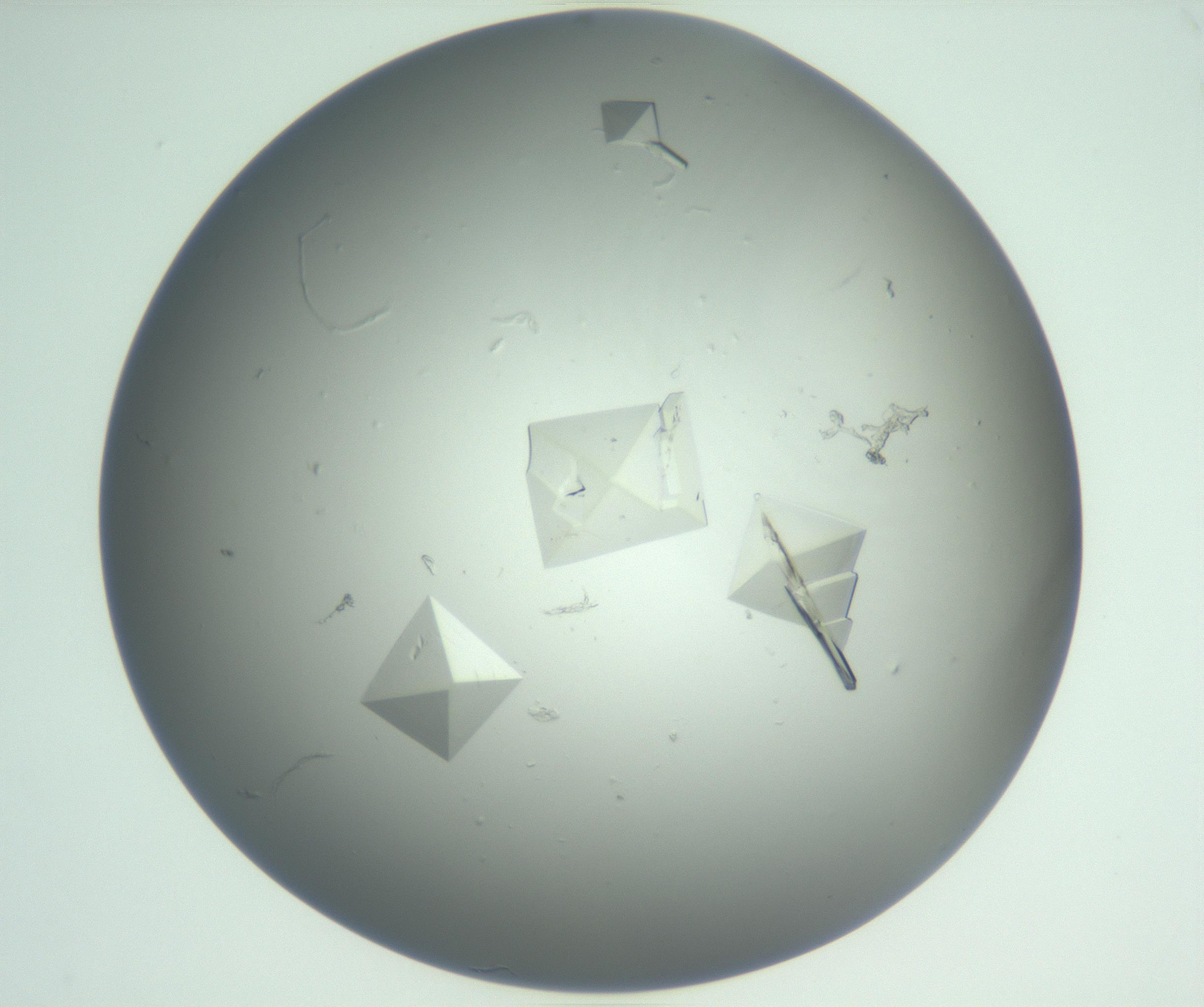 RI01_03_000_0212_Proj1_Clon1_MC_0000MC102881_007_161104_07_05_01_00_99_002_001_RAI.jpg