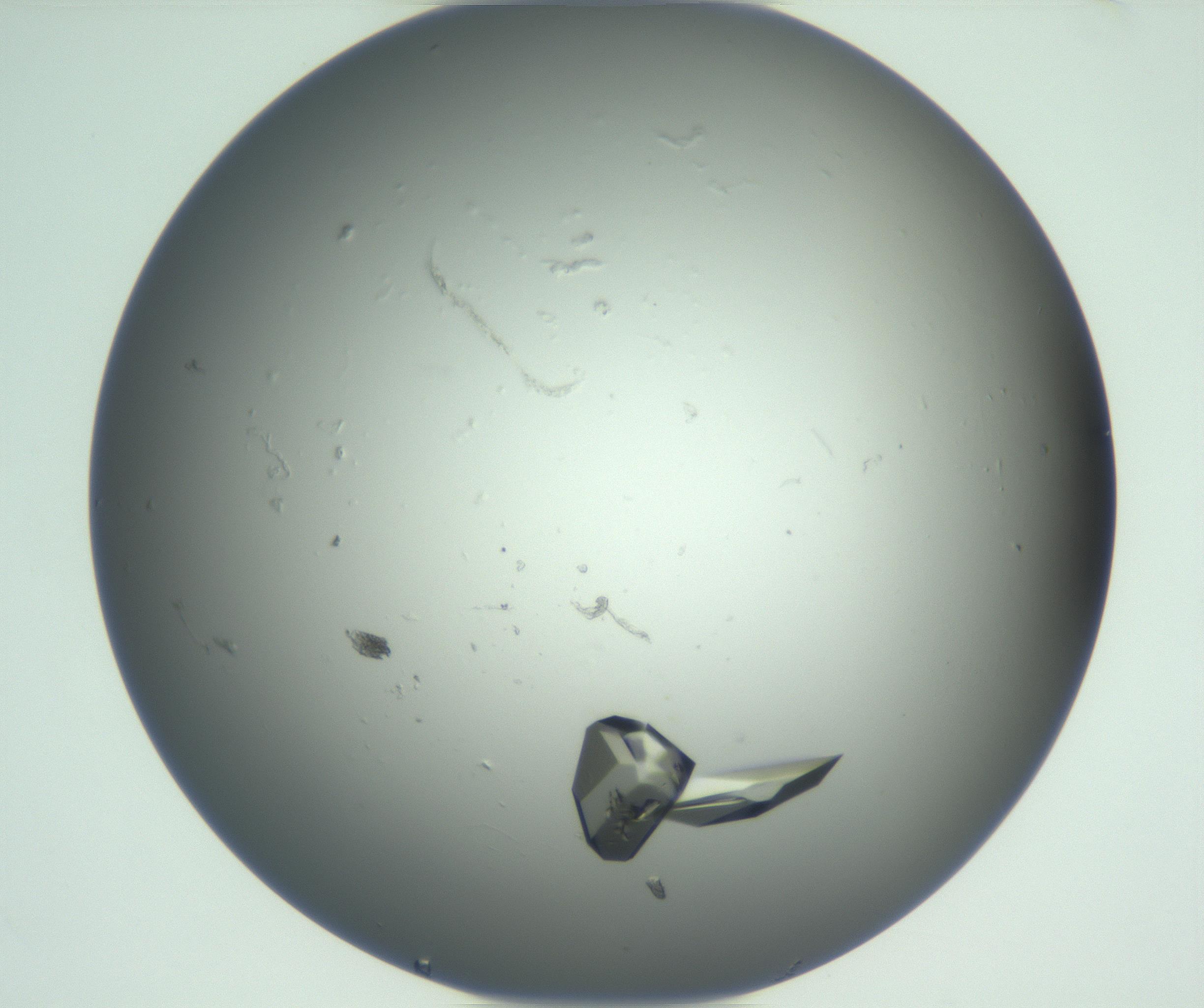 RI01_03_000_0212_Proj1_Clon1_MC_0000MC102881_007_161104_10_05_01_00_99_002_001_RAI.jpg