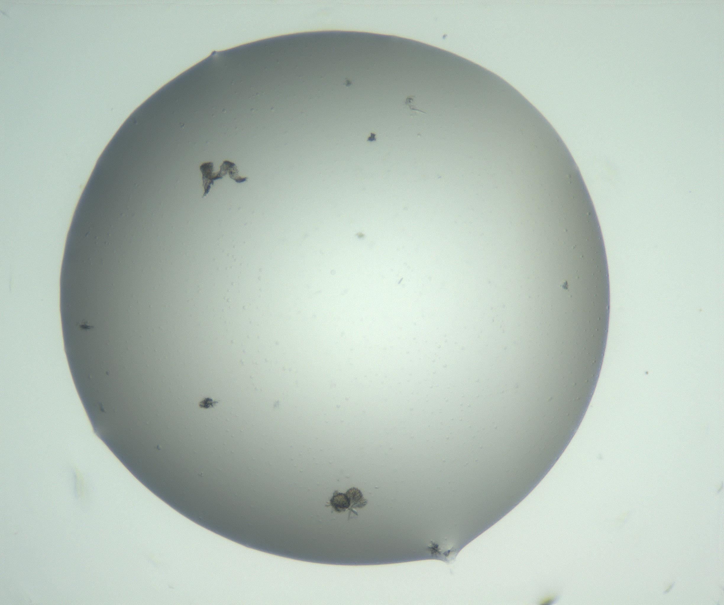 RI01_03_000_0212_Proj1_Clon1_MC_0000MC102883_003_161024_04_01_02_00_99_002_001_RAI.jpg