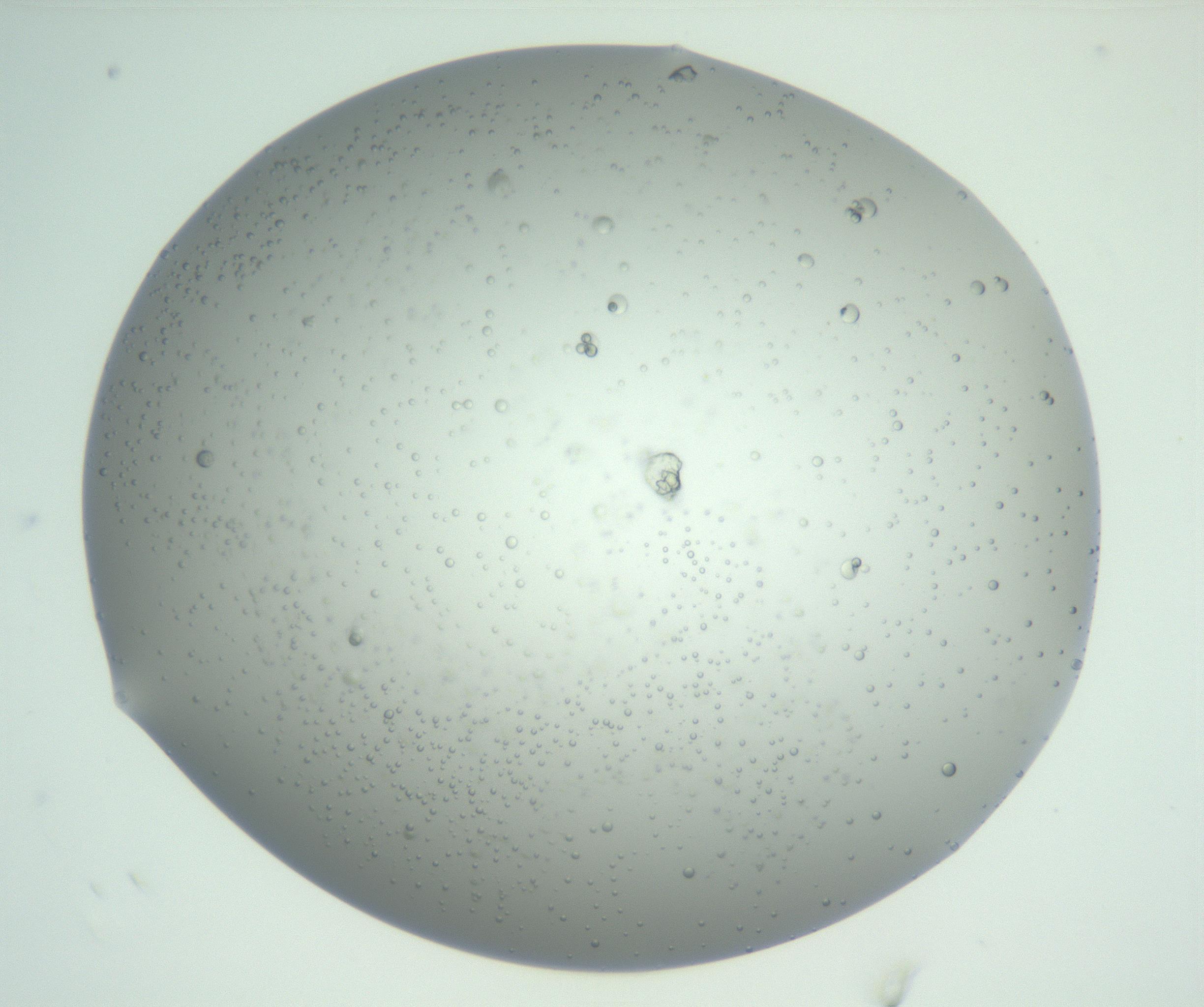 RI01_03_000_0212_Proj1_Clon1_MC_0000MC102883_003_161024_06_03_02_00_99_002_001_RAI.jpg