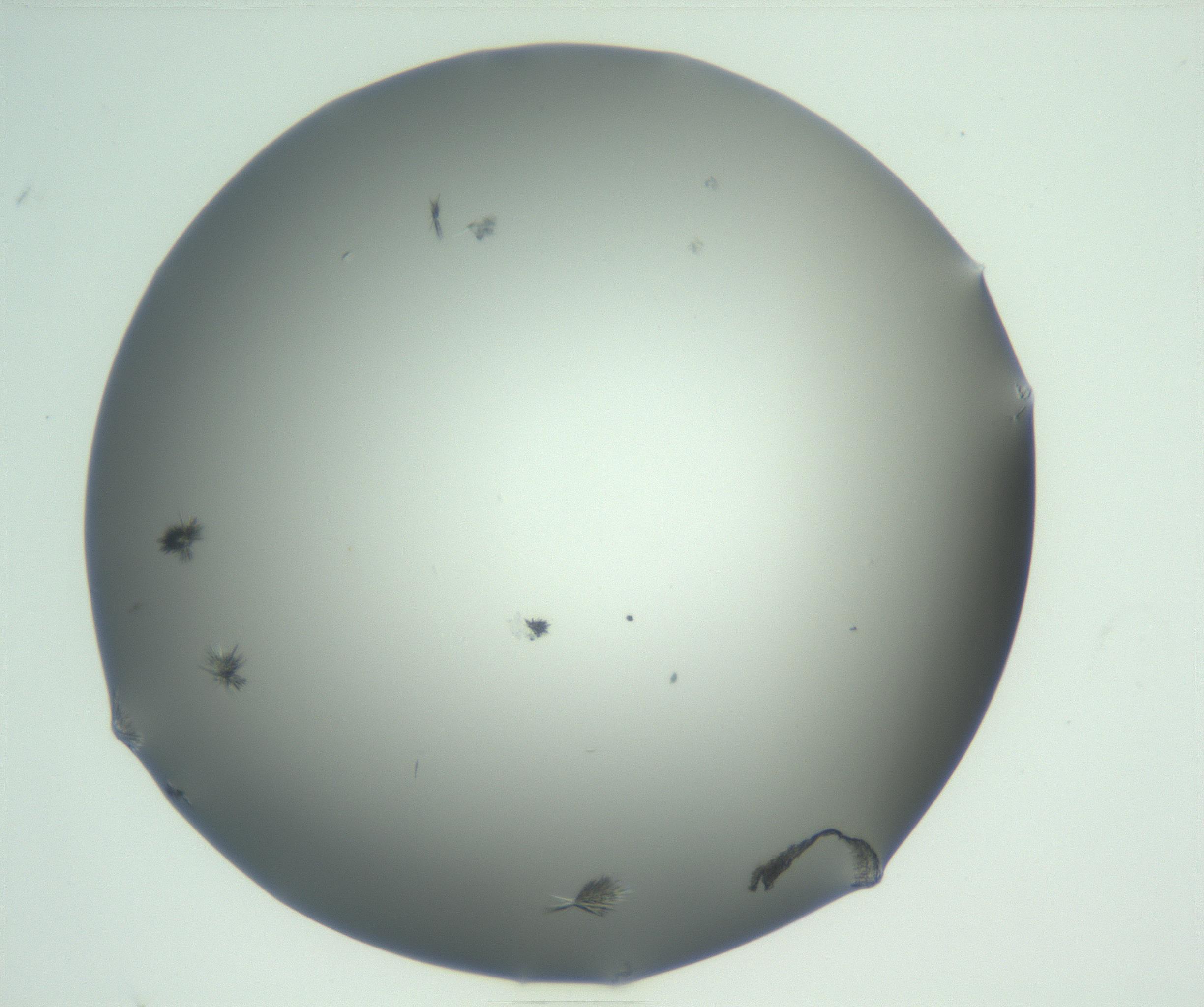RI01_03_000_0212_Proj1_Clon1_MC_0000MC102883_003_161024_07_01_02_00_99_002_001_RAI.jpg