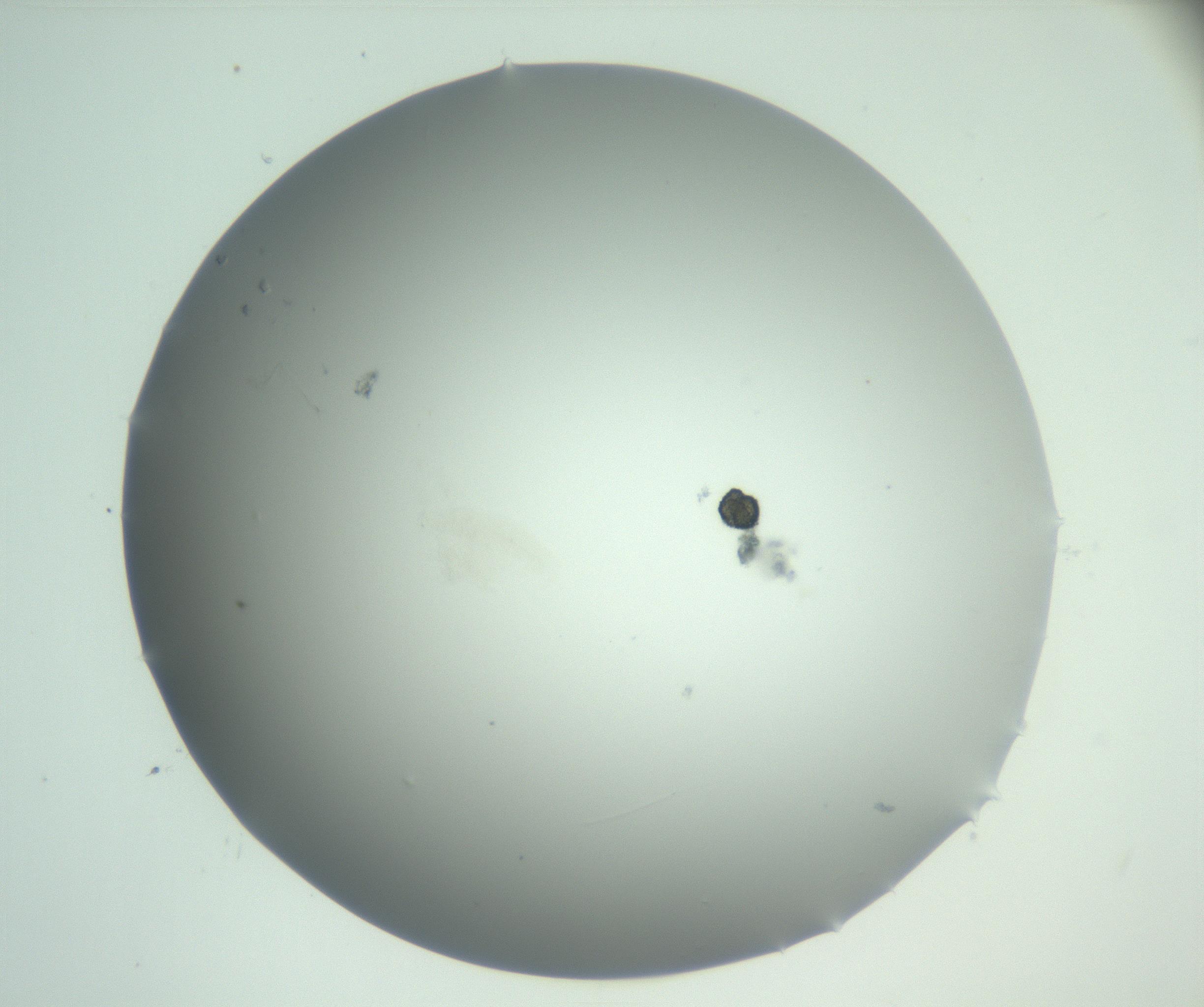 RI01_03_000_0212_Proj1_Clon1_MC_0000MC102883_005_161028_02_01_02_00_99_002_001_RAI.jpg