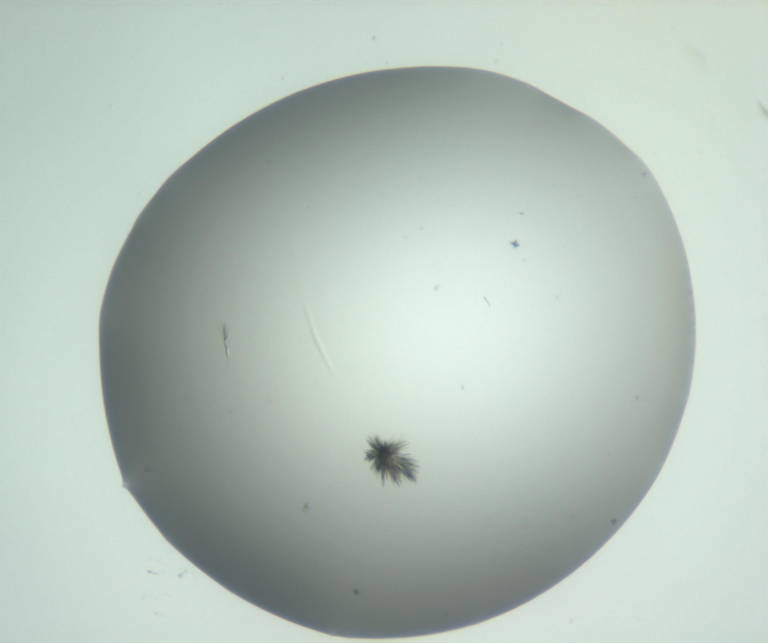 RI01_03_000_0212_Proj1_Clon1_MC_0000MC102883_008_161111_12_07_02_00_99_002_001_RAI.jpg