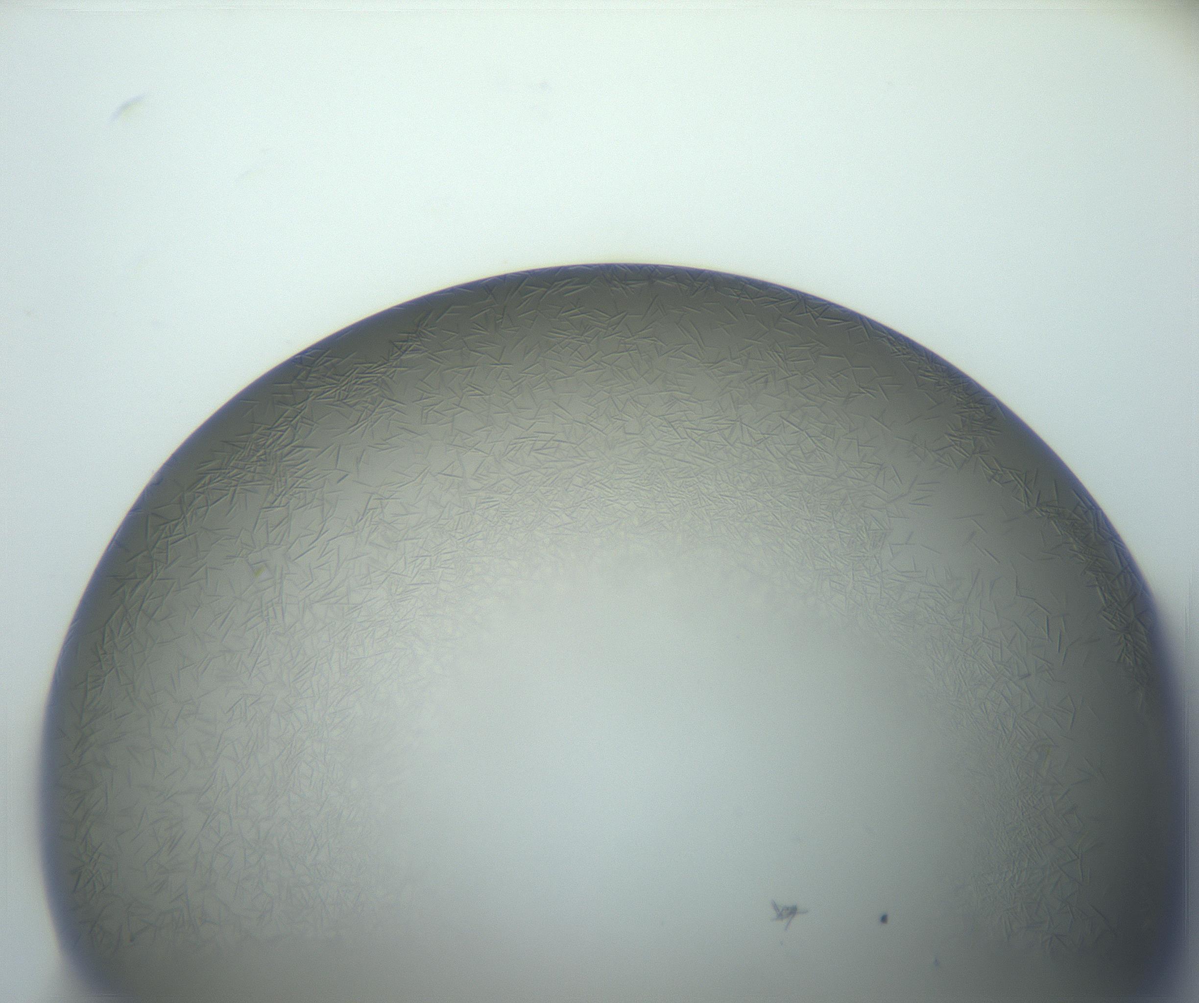 RI01_03_000_0212_Proj1_Clon1_MC_0000MC102884_003_161023_04_02_02_00_99_002_001_RAI.jpg