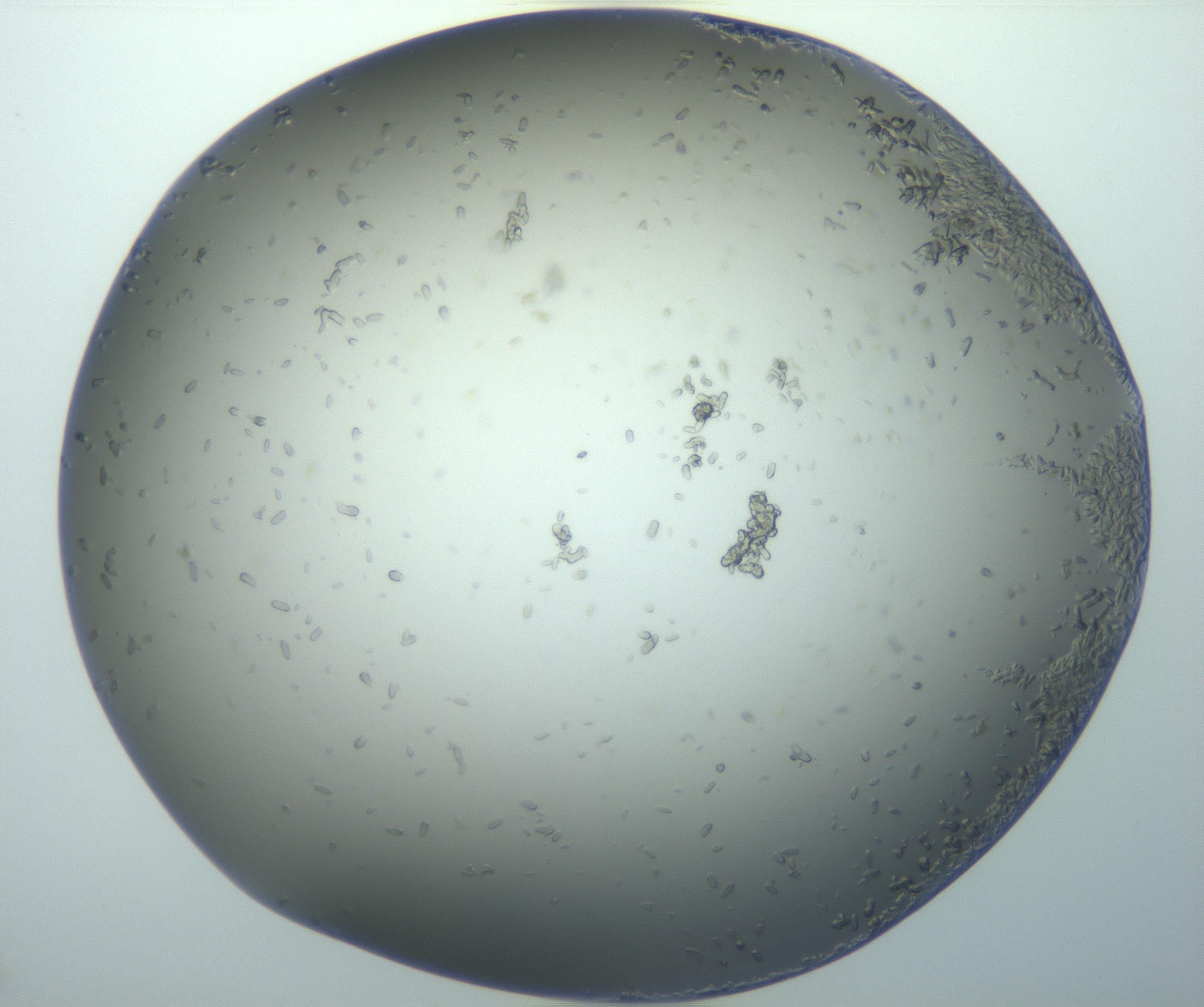 RI01_03_000_0212_Proj1_Clon1_MC_0000MC102884_010_161126_01_08_02_00_99_002_001_RAI.jpg