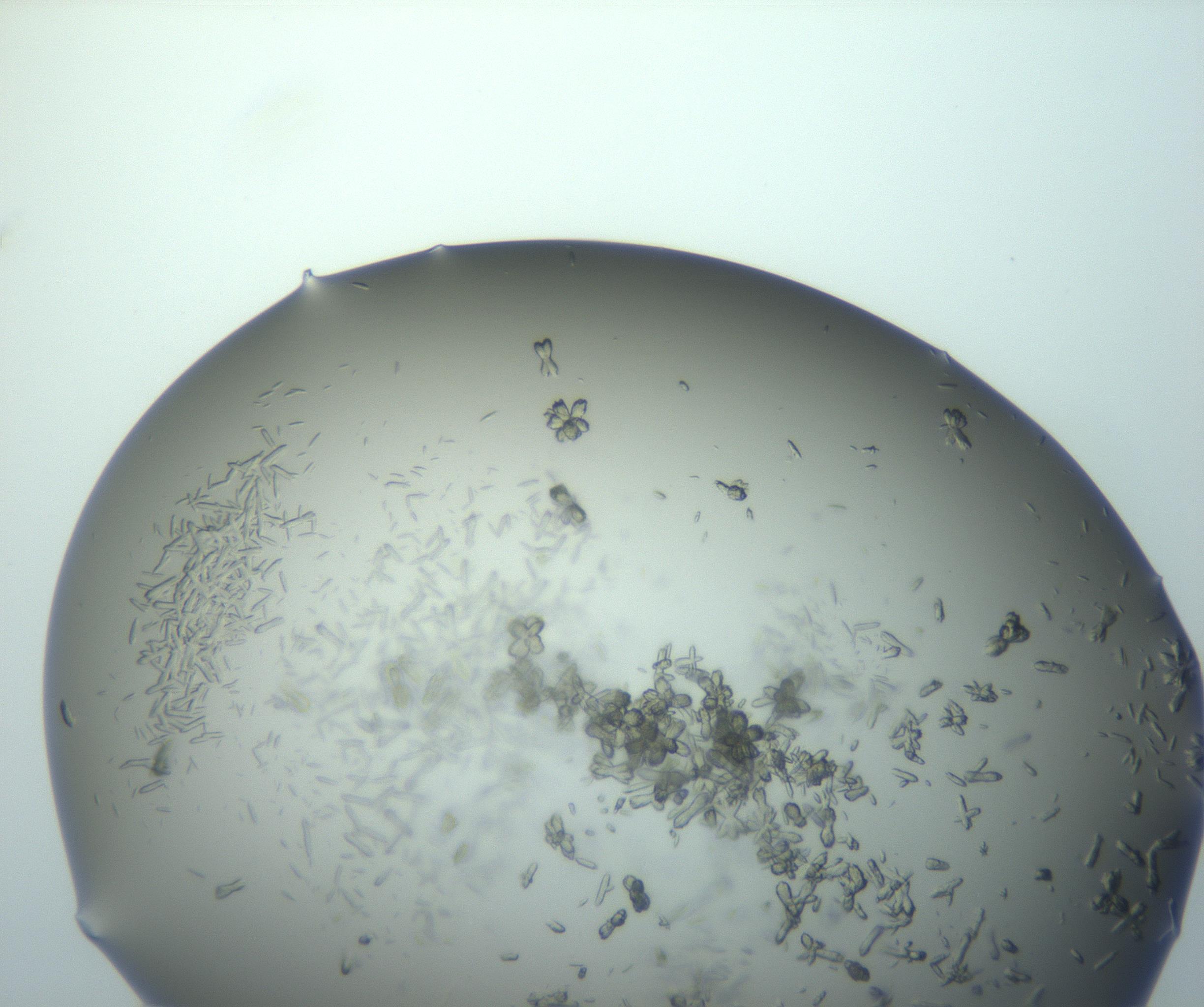 RI01_03_000_0212_Proj1_Clon1_MC_0000MC102884_010_161126_03_06_01_00_99_002_001_RAI.jpg