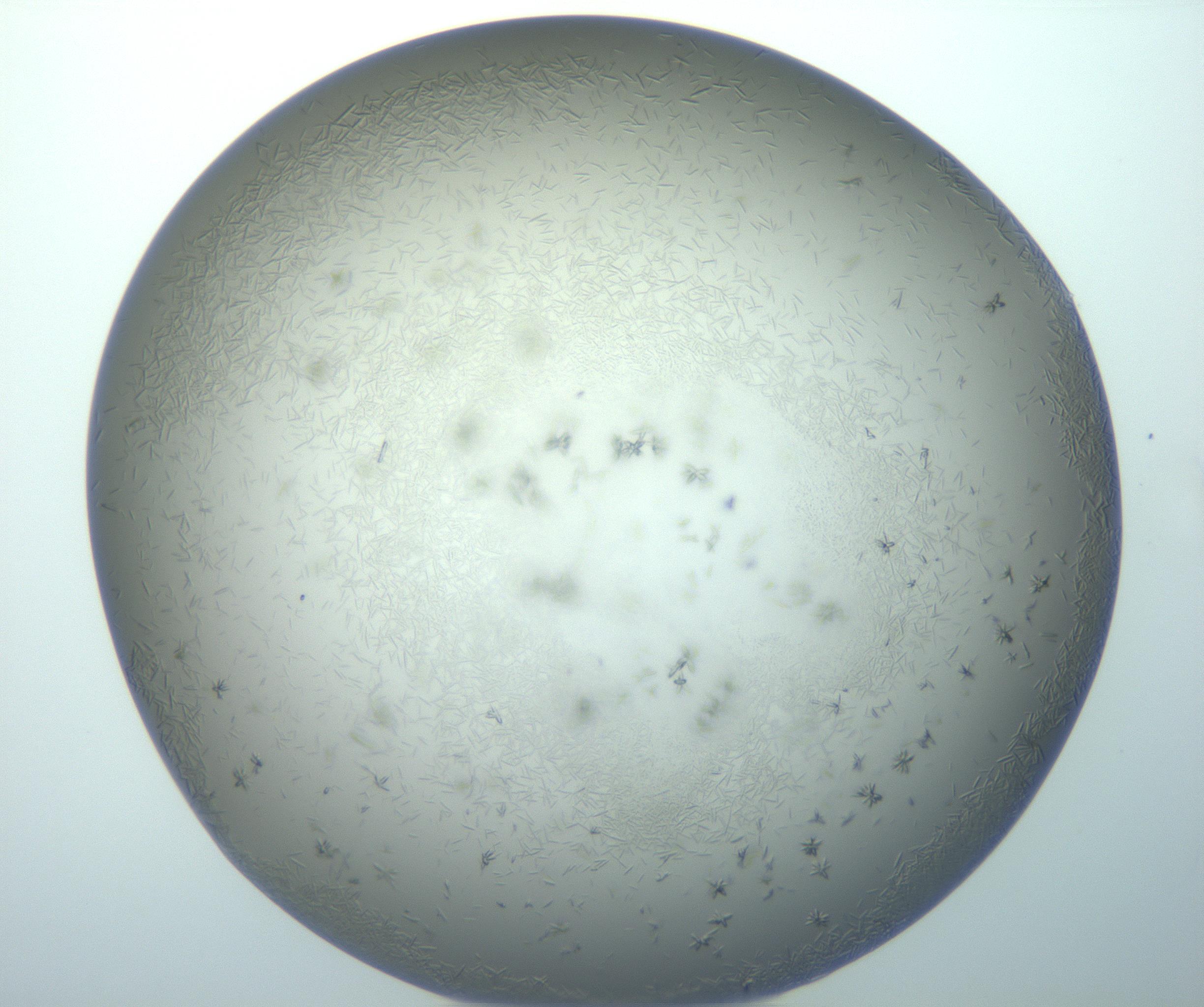 RI01_03_000_0212_Proj1_Clon1_MC_0000MC102884_010_161126_03_06_02_00_99_002_001_RAI.jpg