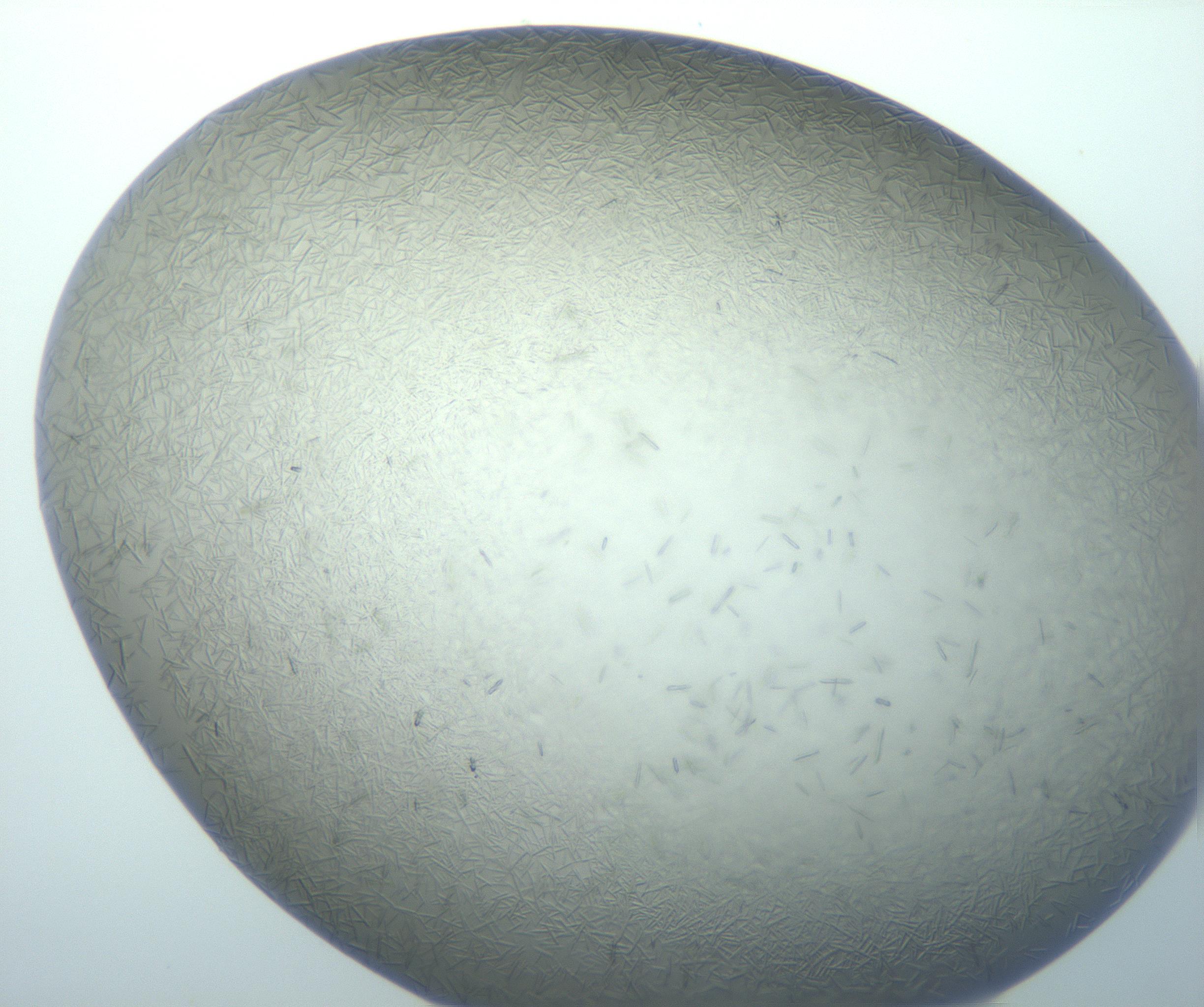 RI01_03_000_0212_Proj1_Clon1_MC_0000MC102884_010_161126_06_03_01_00_99_002_001_RAI.jpg
