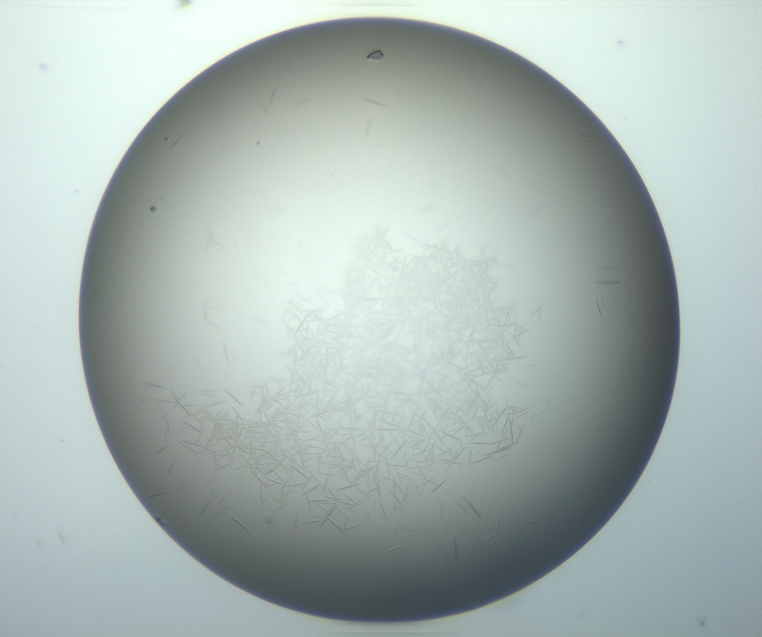 RI01_03_000_0212_Proj1_Clon1_MC_0000MC102884_010_161126_06_03_02_00_99_002_001_RAI.jpg
