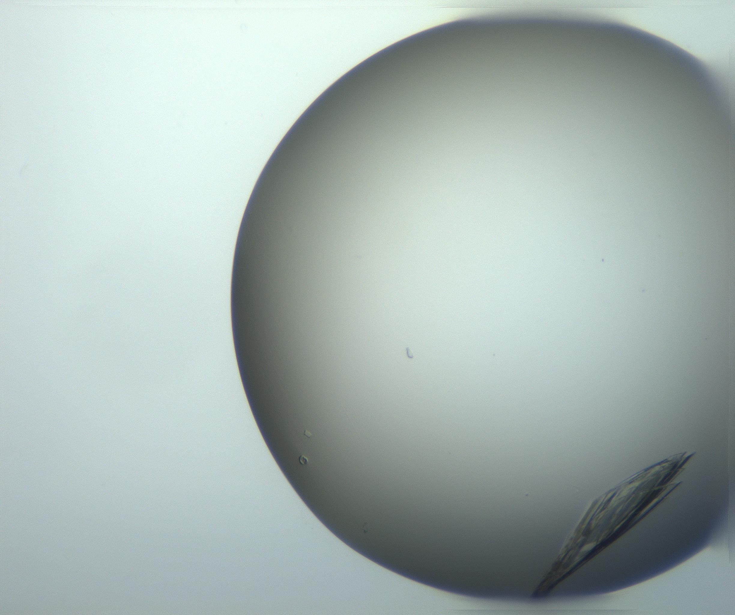 RI01_03_000_0212_Proj1_Clon1_MC_0000MC102884_010_161126_06_07_01_00_99_002_001_RAI.jpg