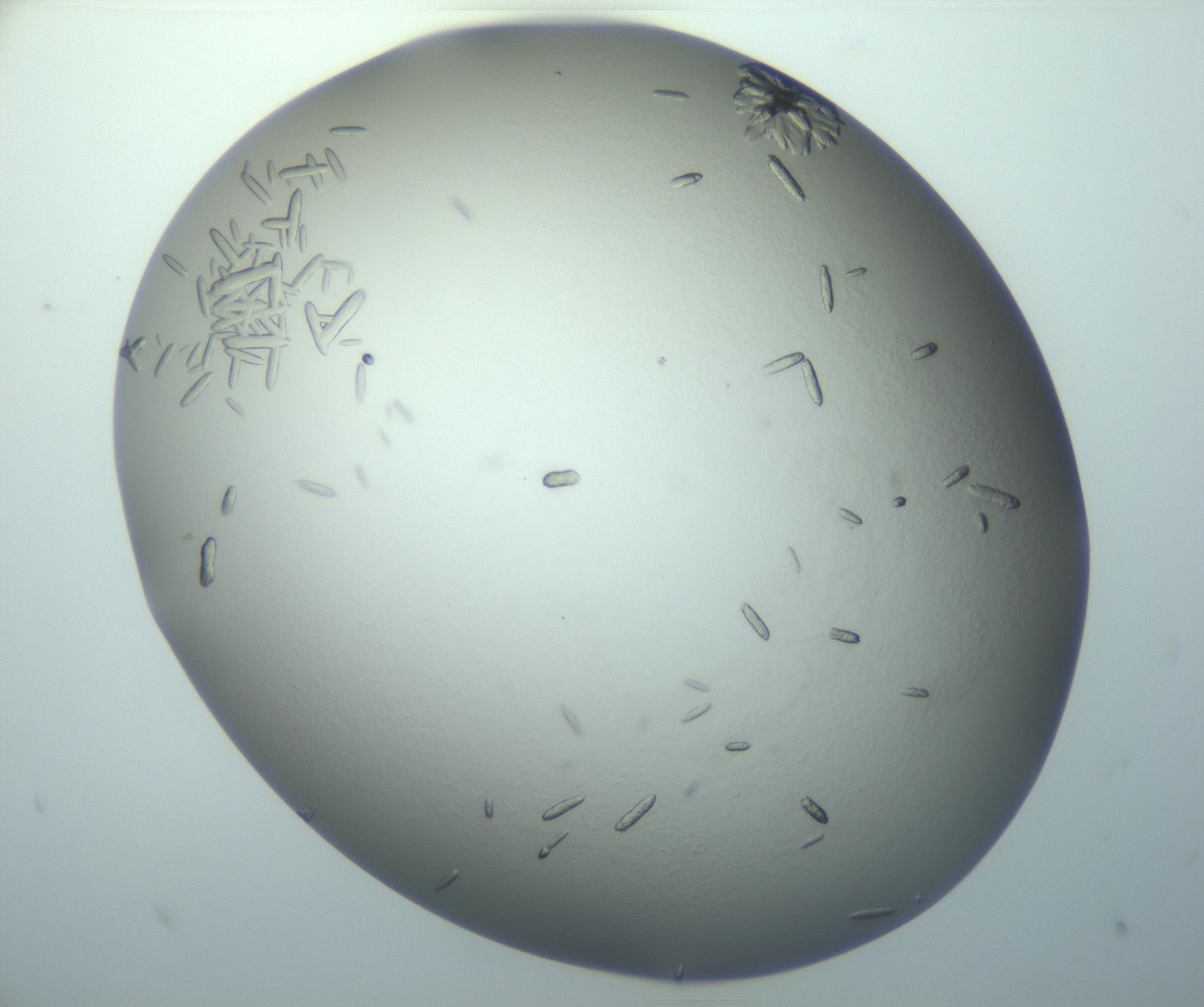 RI01_03_000_0212_Proj1_Clon1_MC_0000MC102884_010_161126_07_01_01_00_99_002_001_RAI.jpg