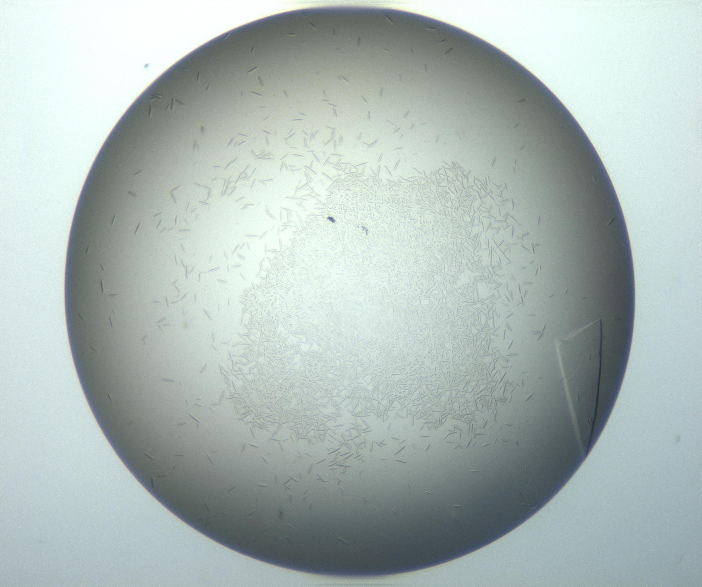 RI01_03_000_0212_Proj1_Clon1_MC_0000MC102884_010_161126_07_01_02_00_99_002_001_RAI.jpg