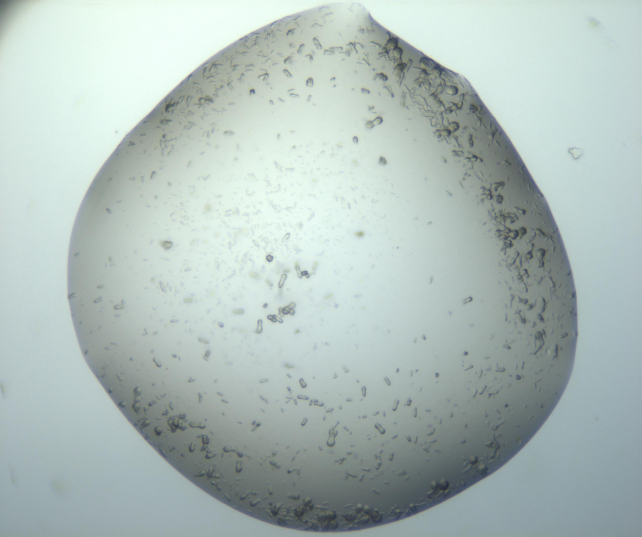 RI01_03_000_0212_Proj1_Clon1_MC_0000MC102884_010_161126_08_01_01_00_99_002_001_RAI.jpg