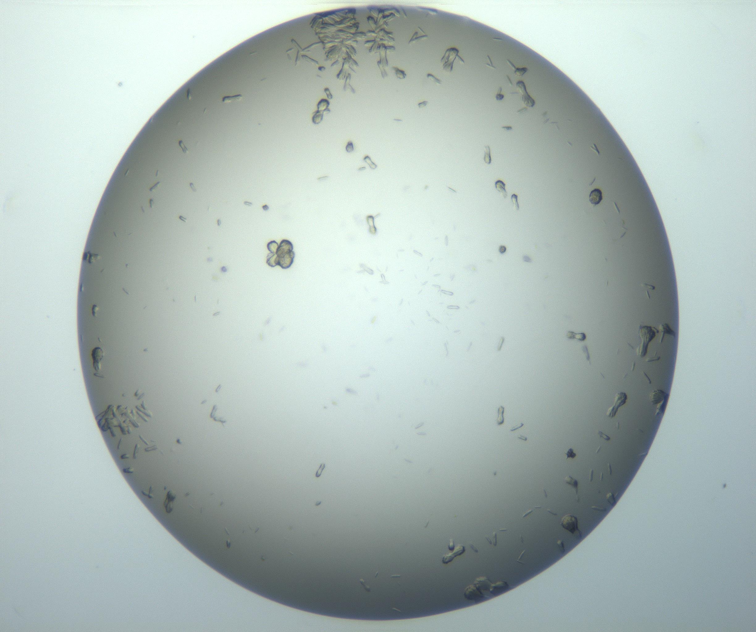 RI01_03_000_0212_Proj1_Clon1_MC_0000MC102884_010_161126_08_01_02_00_99_002_001_RAI.jpg