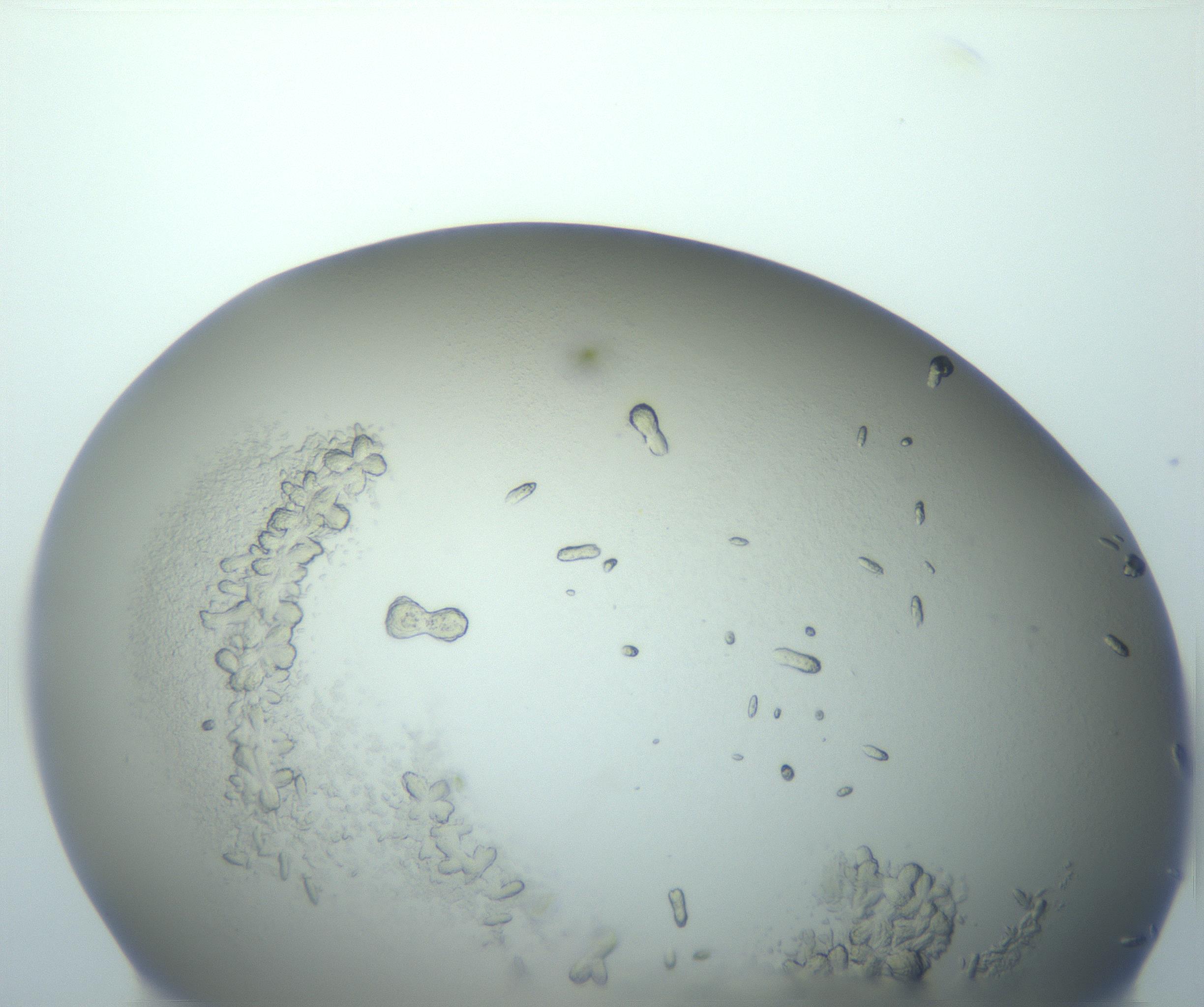 RI01_03_000_0212_Proj1_Clon1_MC_0000MC102884_010_161126_09_03_01_00_99_002_001_RAI.jpg